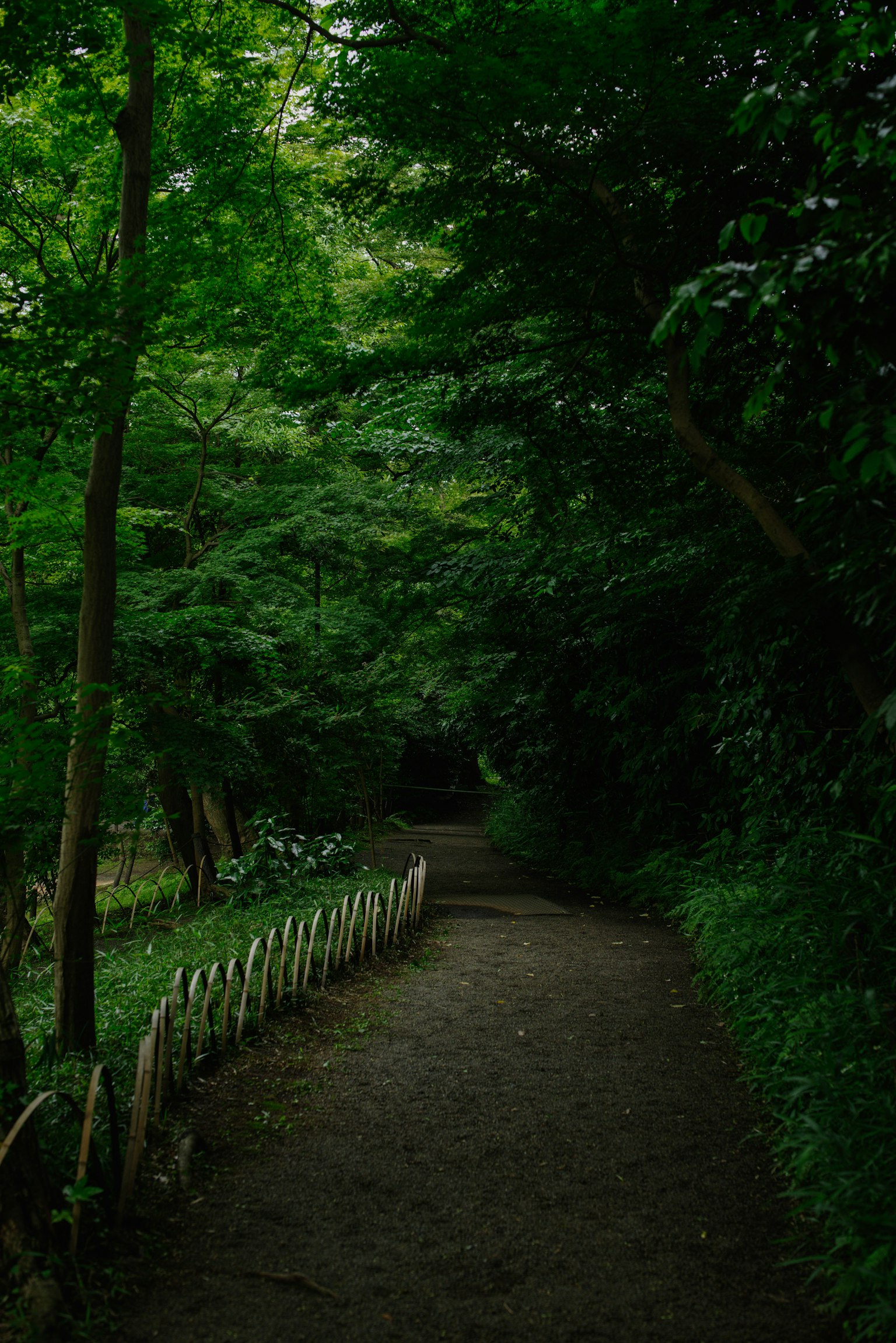 A narrow path surrounded by lush green trees and a white fence
