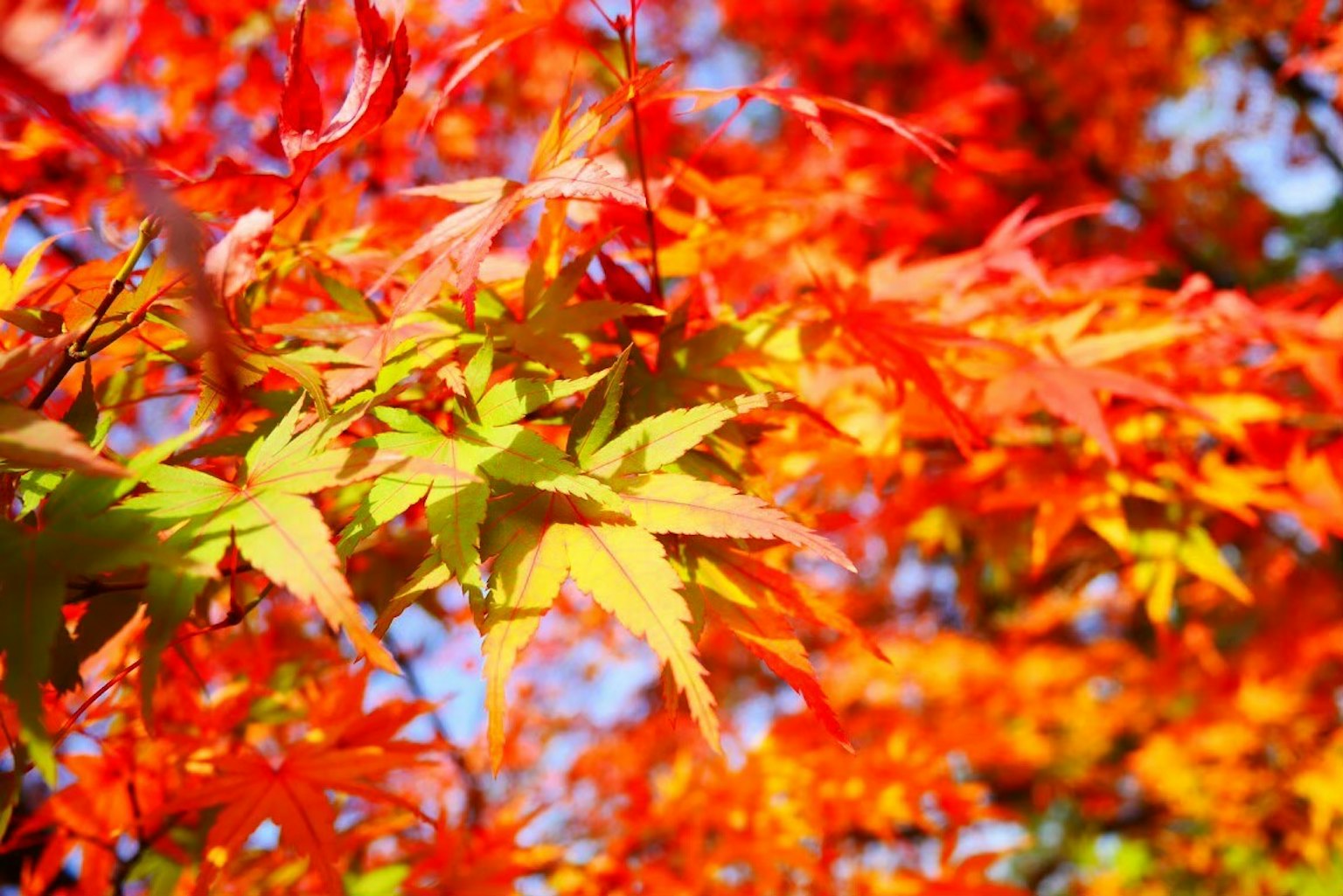 Daun maple merah dan oranye yang cerah bersinar di bawah langit biru