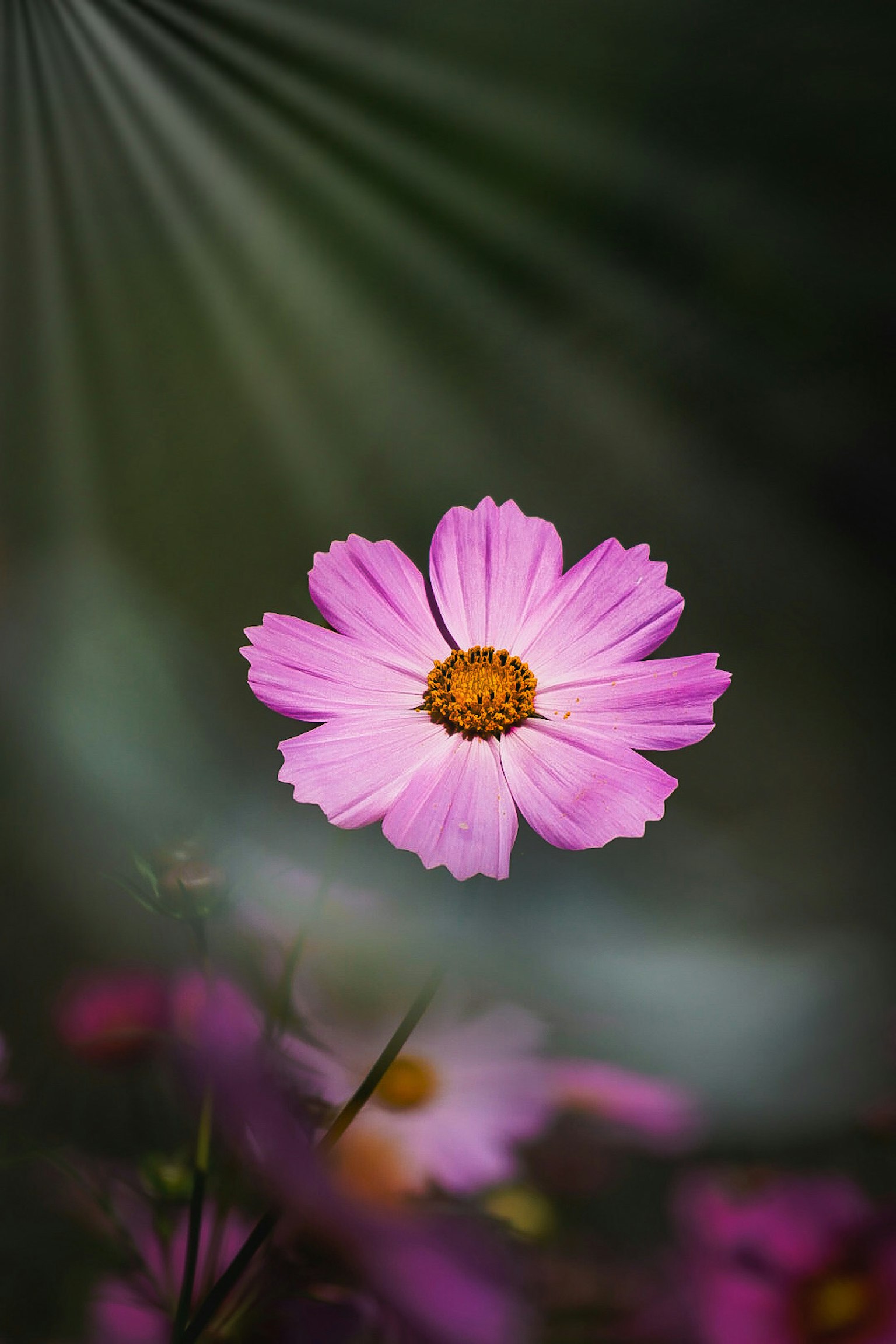 Eine lebhafte pinke Blume hebt sich in der Mitte mit verschwommenem Hintergrund ab