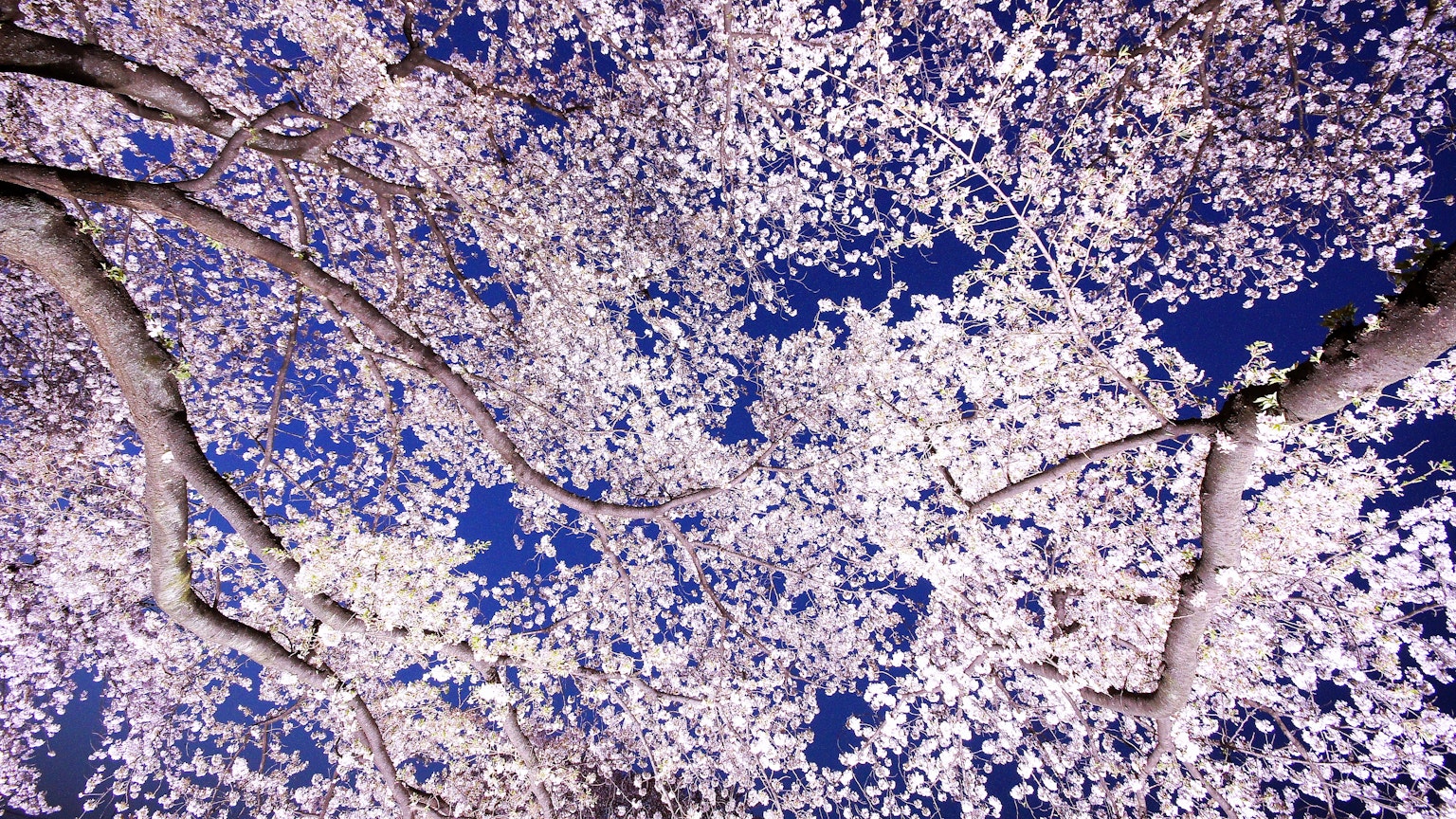 Pemandangan indah bunga sakura di bawah langit biru