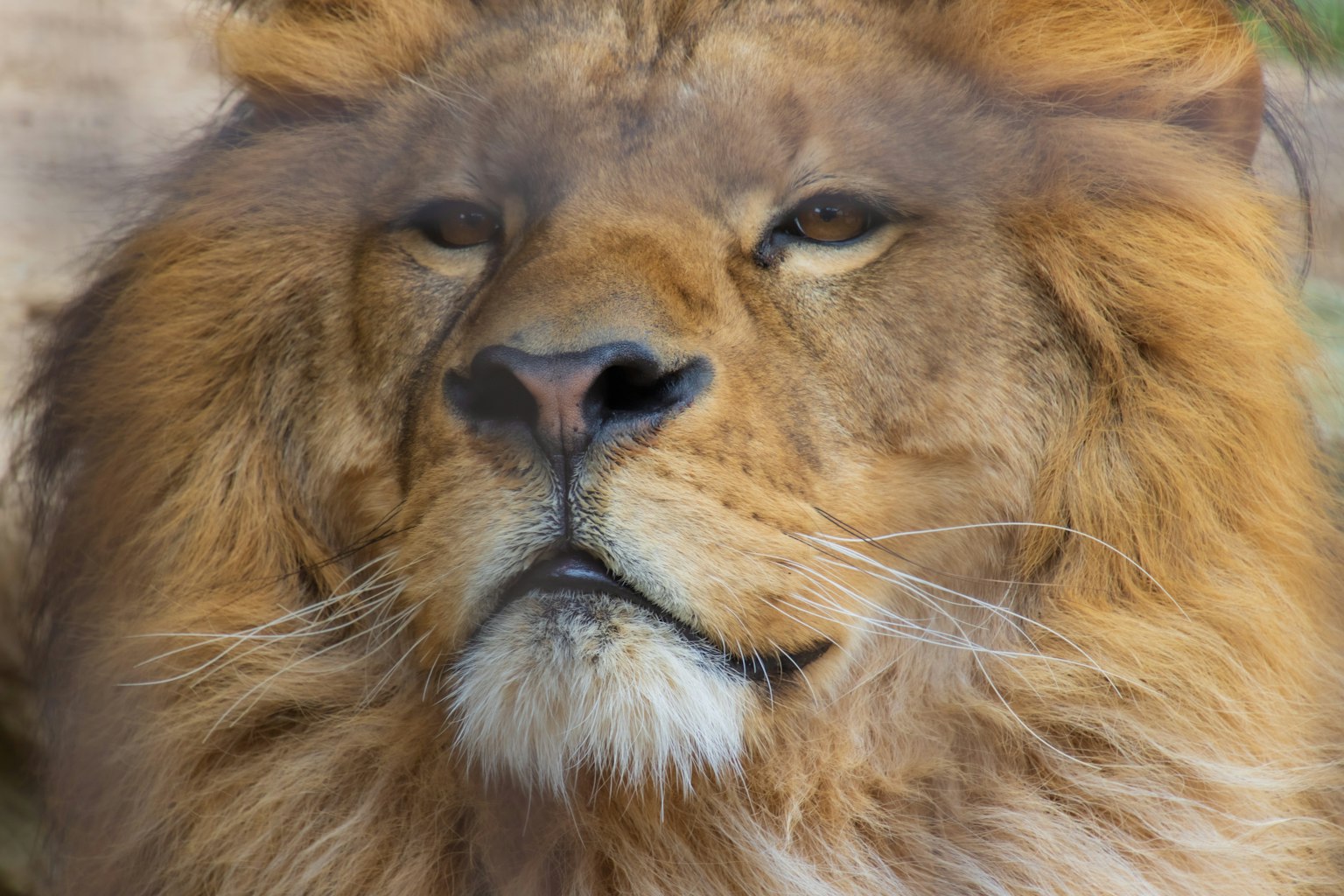 Close-up of a lion's face with sharp eyes and a rich mane