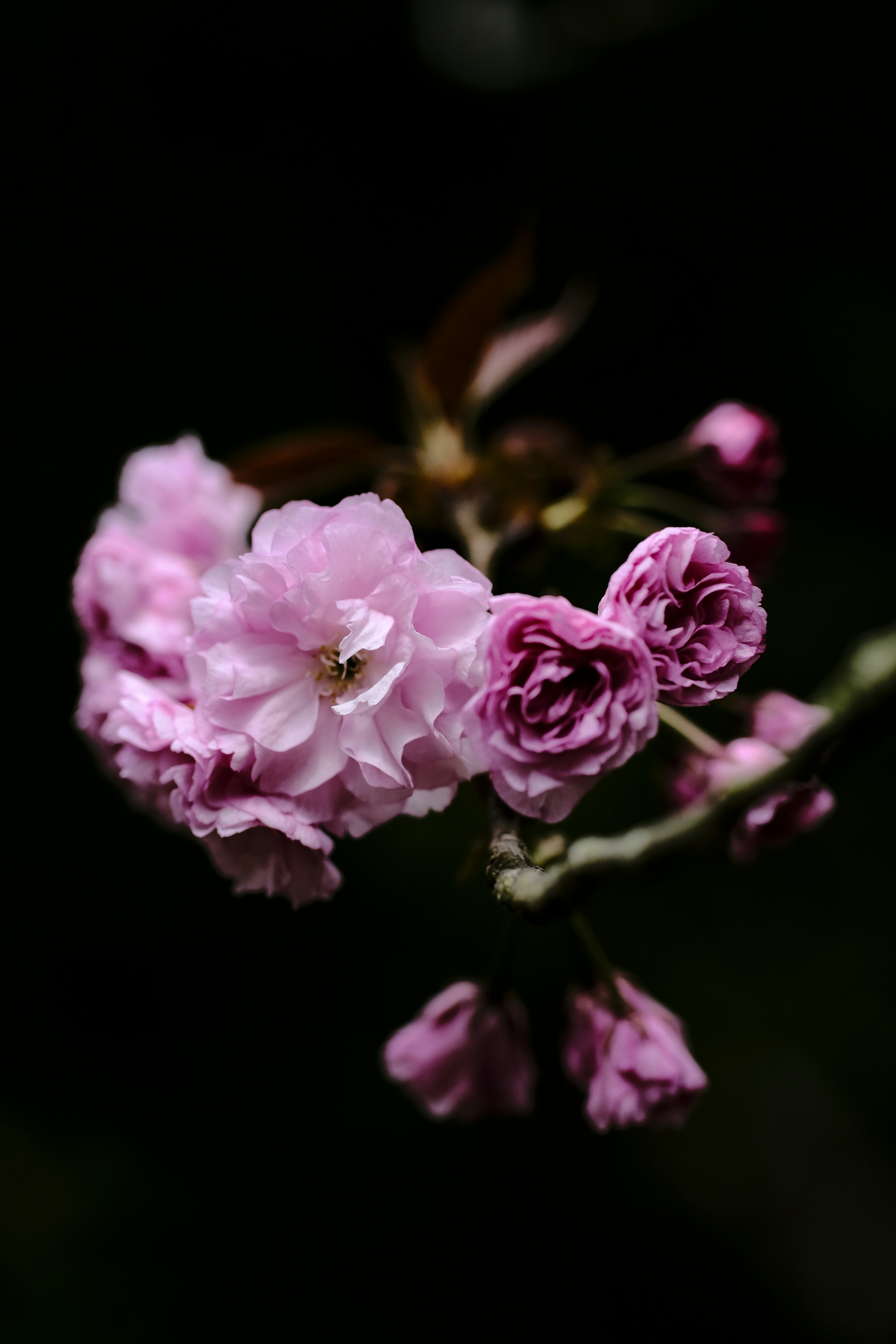 薄いピンク色の桜の花が枝に咲いている様子