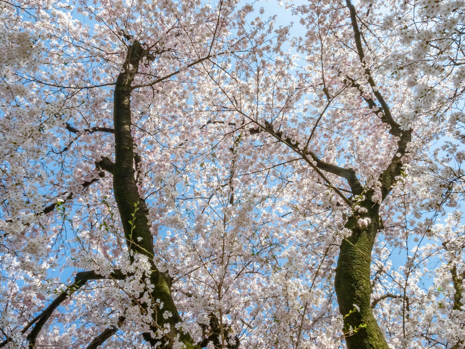Pohon sakura mengarah ke langit biru