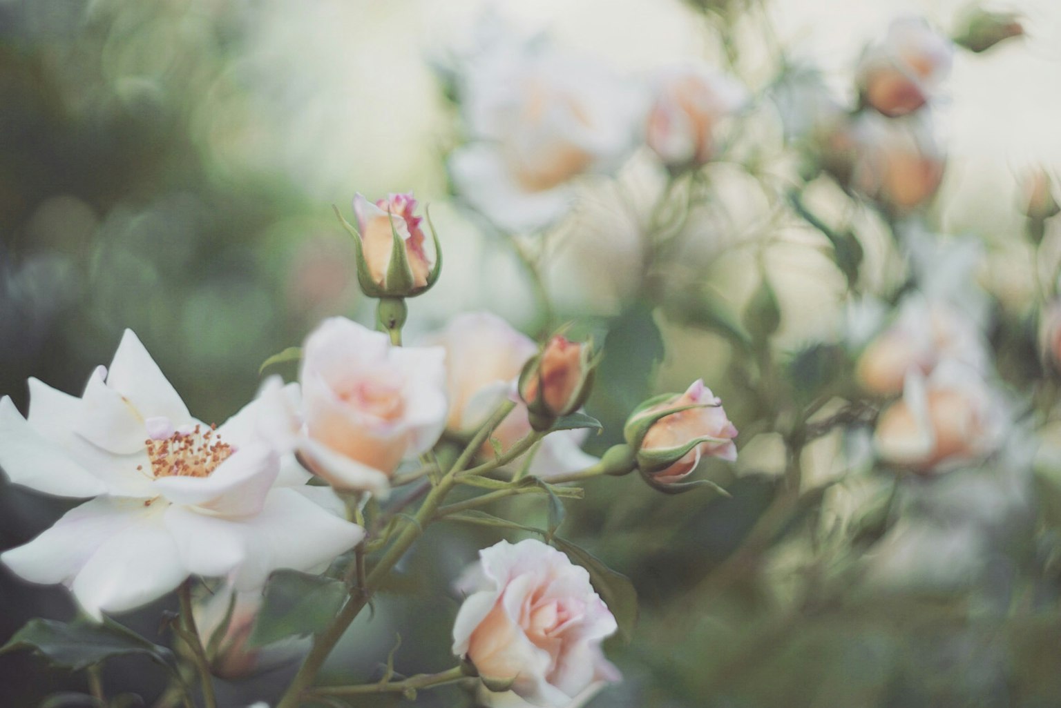 Una escena de jardín con rosas rosas pálidas y una flor blanca
