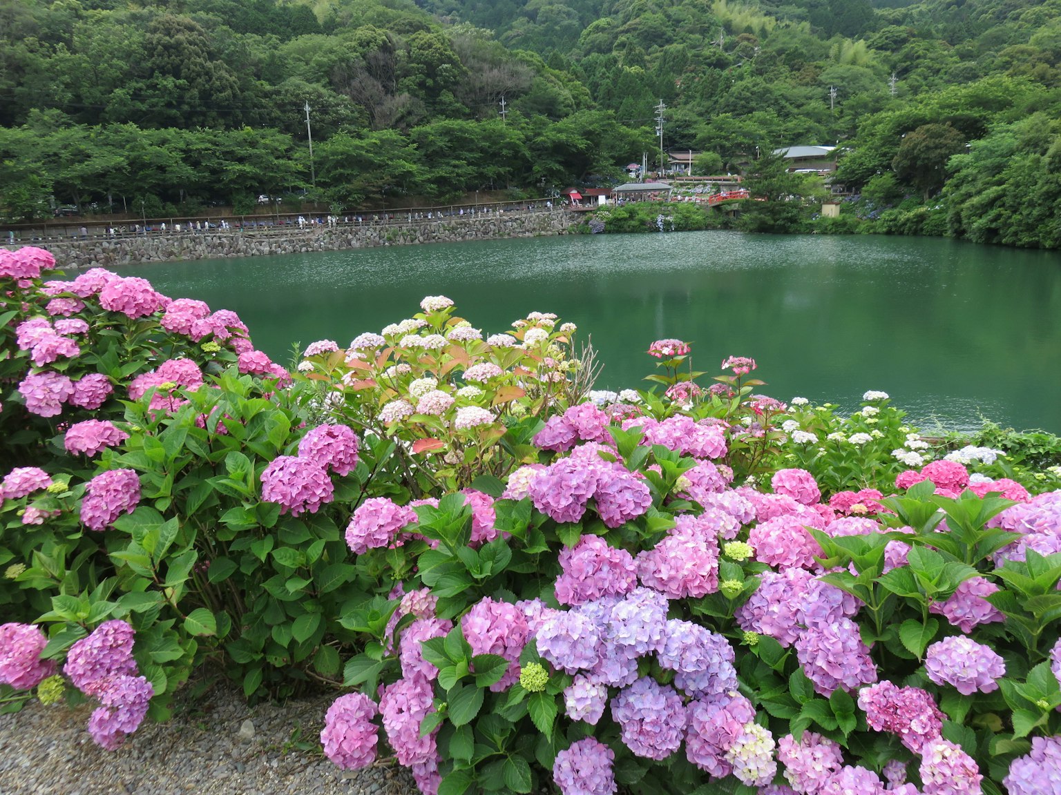 美丽的池塘景色，盛开的彩色绣球花