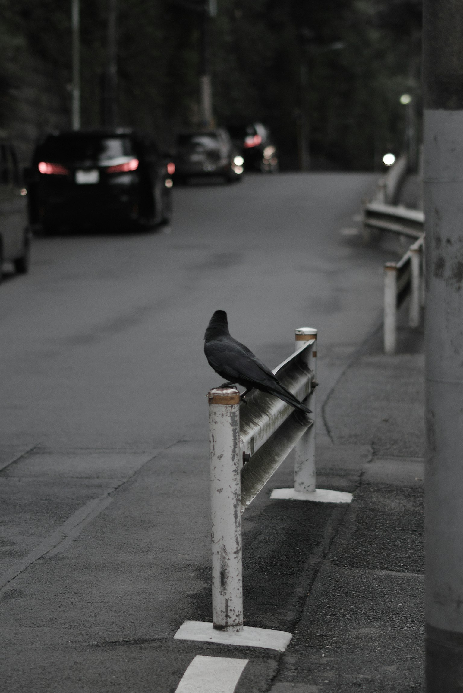 Ein schwarzer Vogel sitzt auf einem Straßenleitplanke mit Autos im Hintergrund