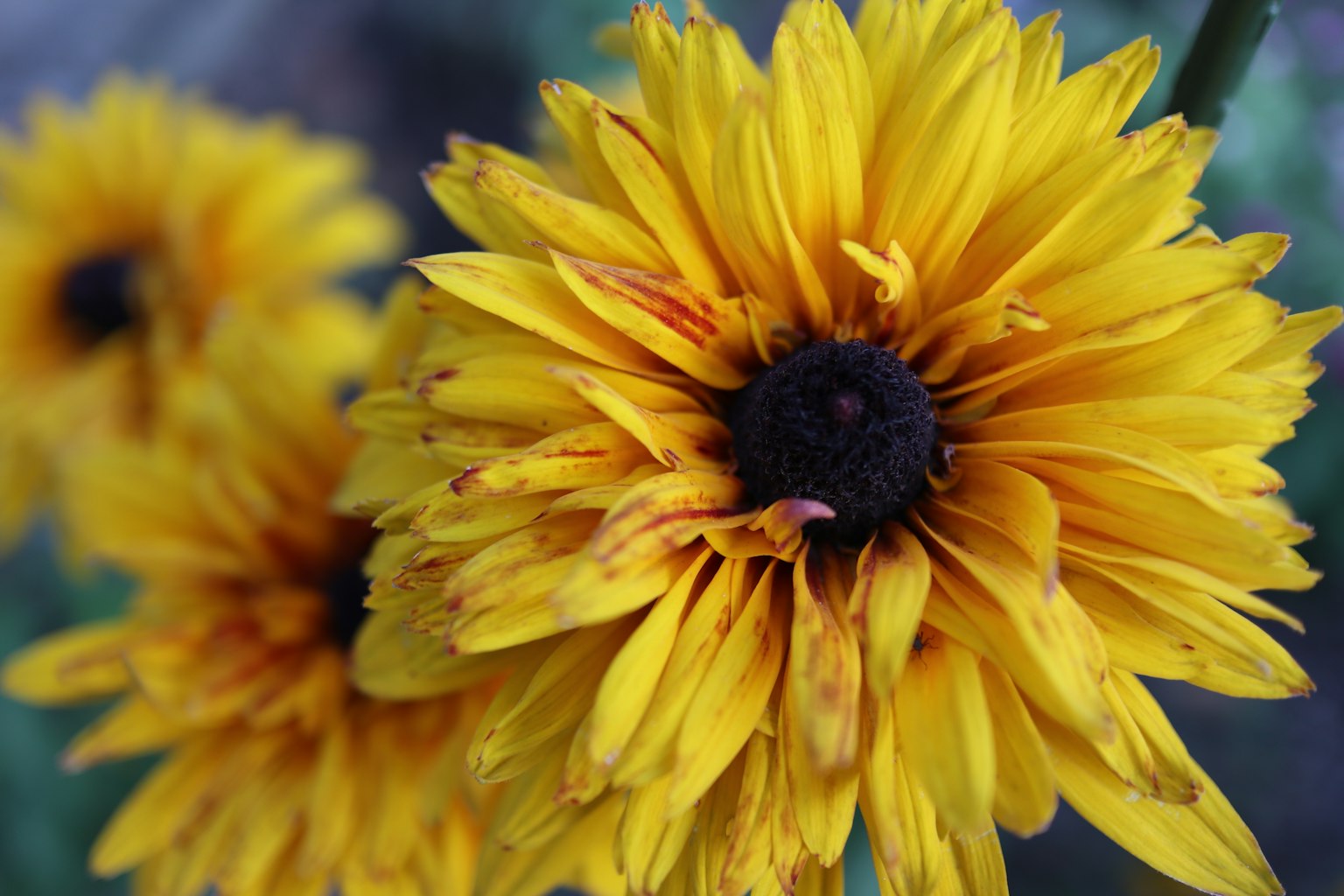 Nahaufnahme von lebhaften gelben Sonnenblumen