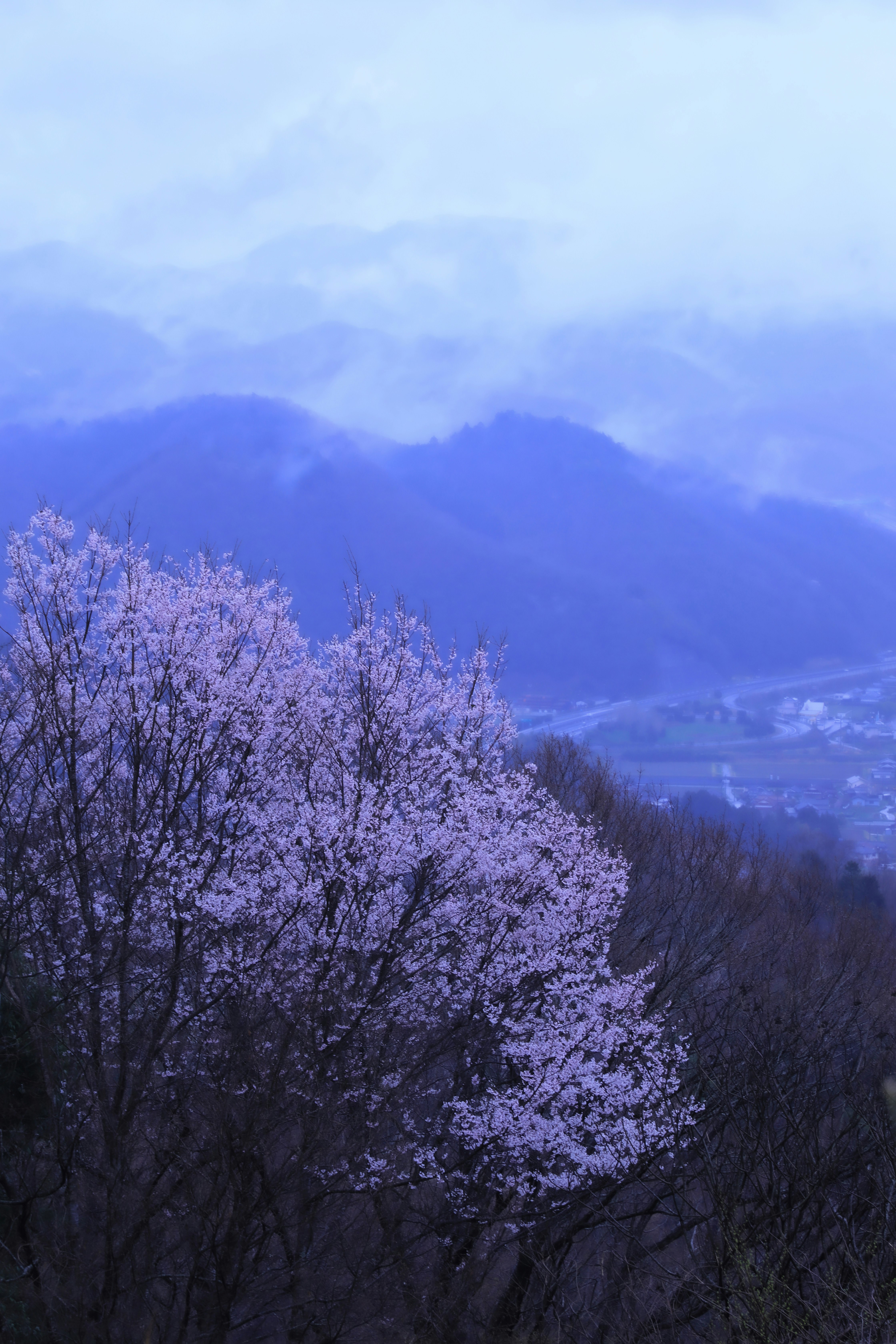 Misty mountain range with cherry blossoms in spring