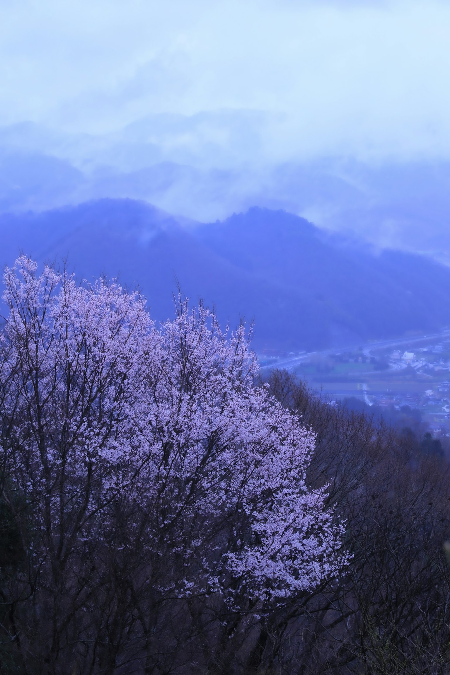 美丽的樱花树在前景，背景是蓝色的山脉