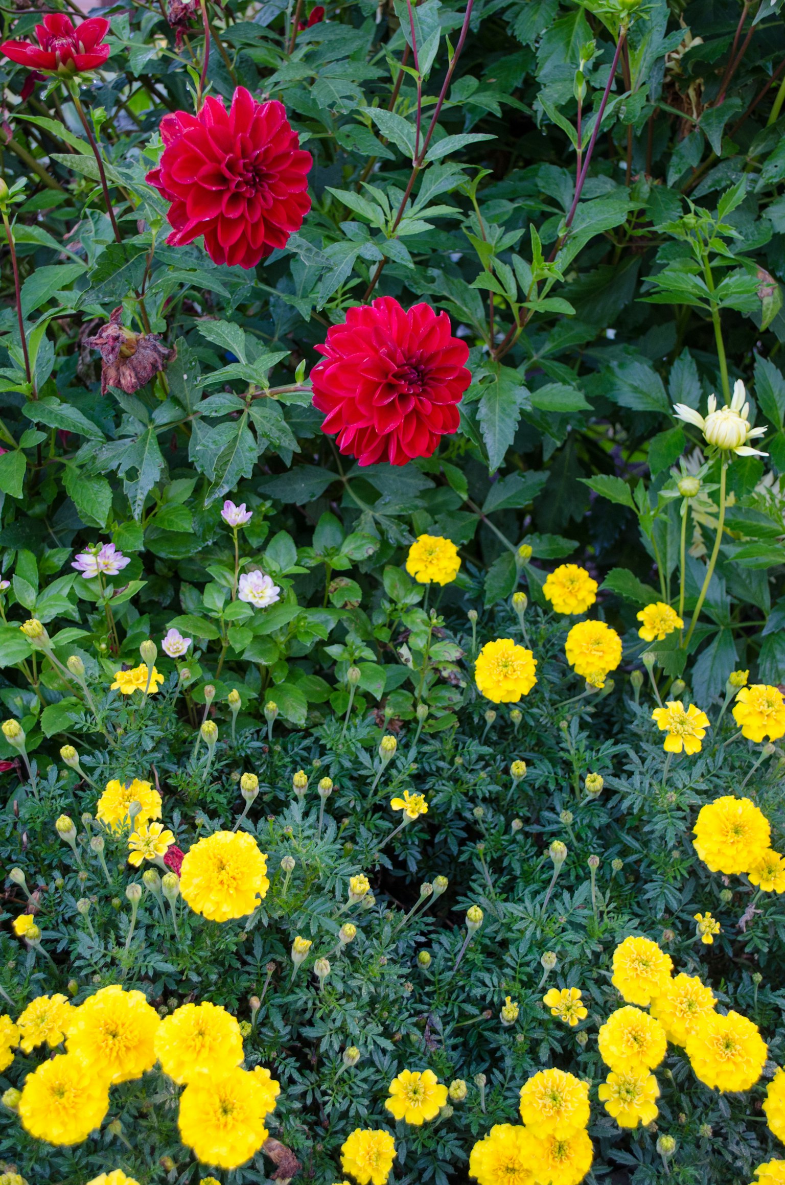 Pemandangan kebun dengan dahlia merah dan bunga kuning