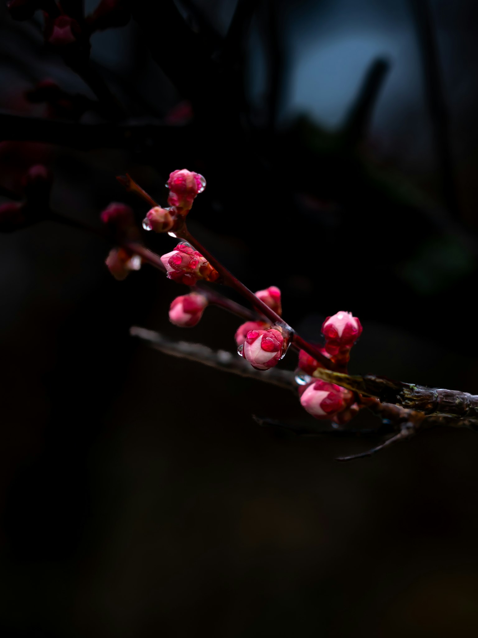 黑暗背景中的粉色花蕾樹枝