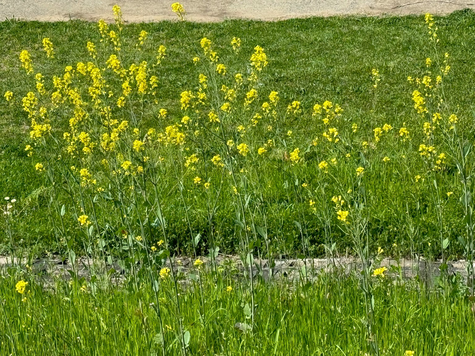 Un champ d'herbe verte avec des fleurs jaunes en fleurs