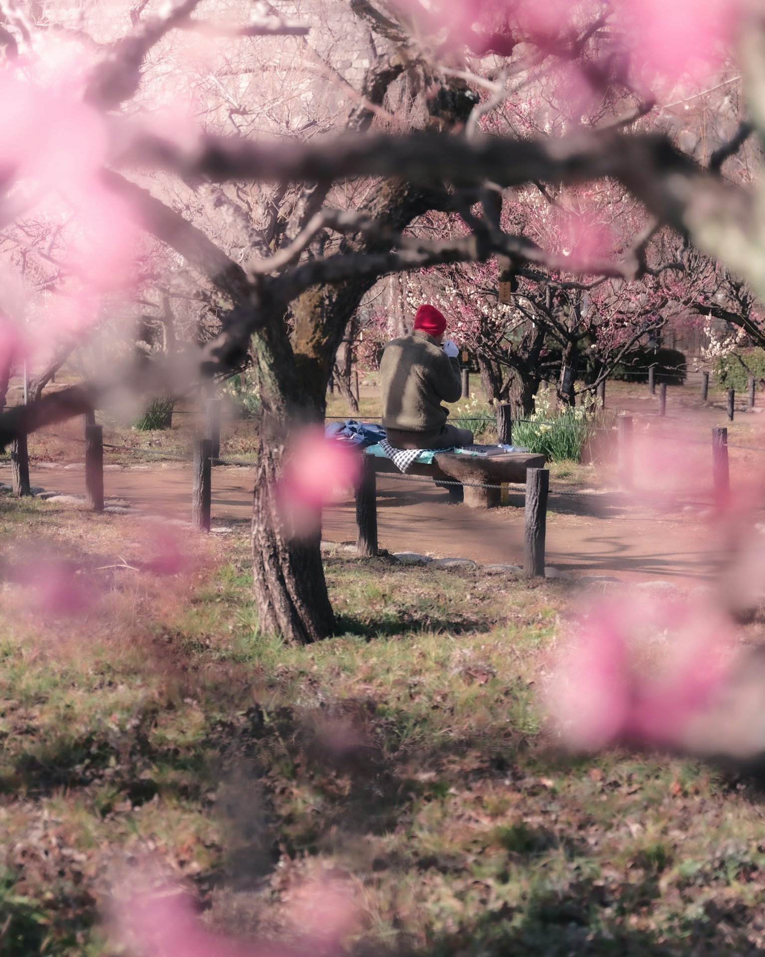 公園裡坐在長椅上的人和盛開的櫻花