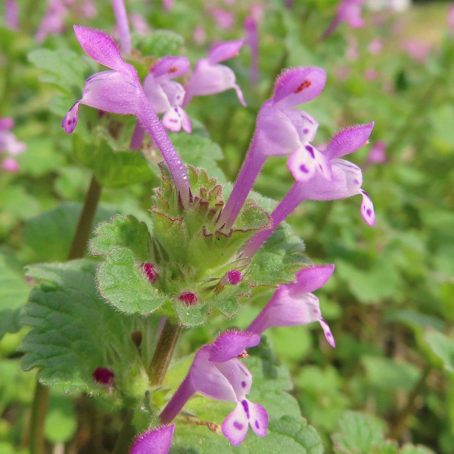 A plant with clusters of small purple flowers and green leaves