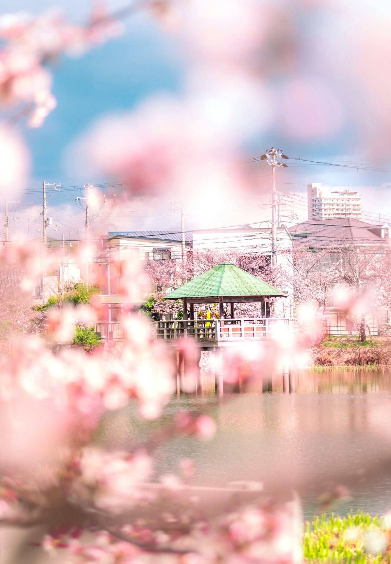 Blossoming cherry blossoms with a gazebo by the lake
