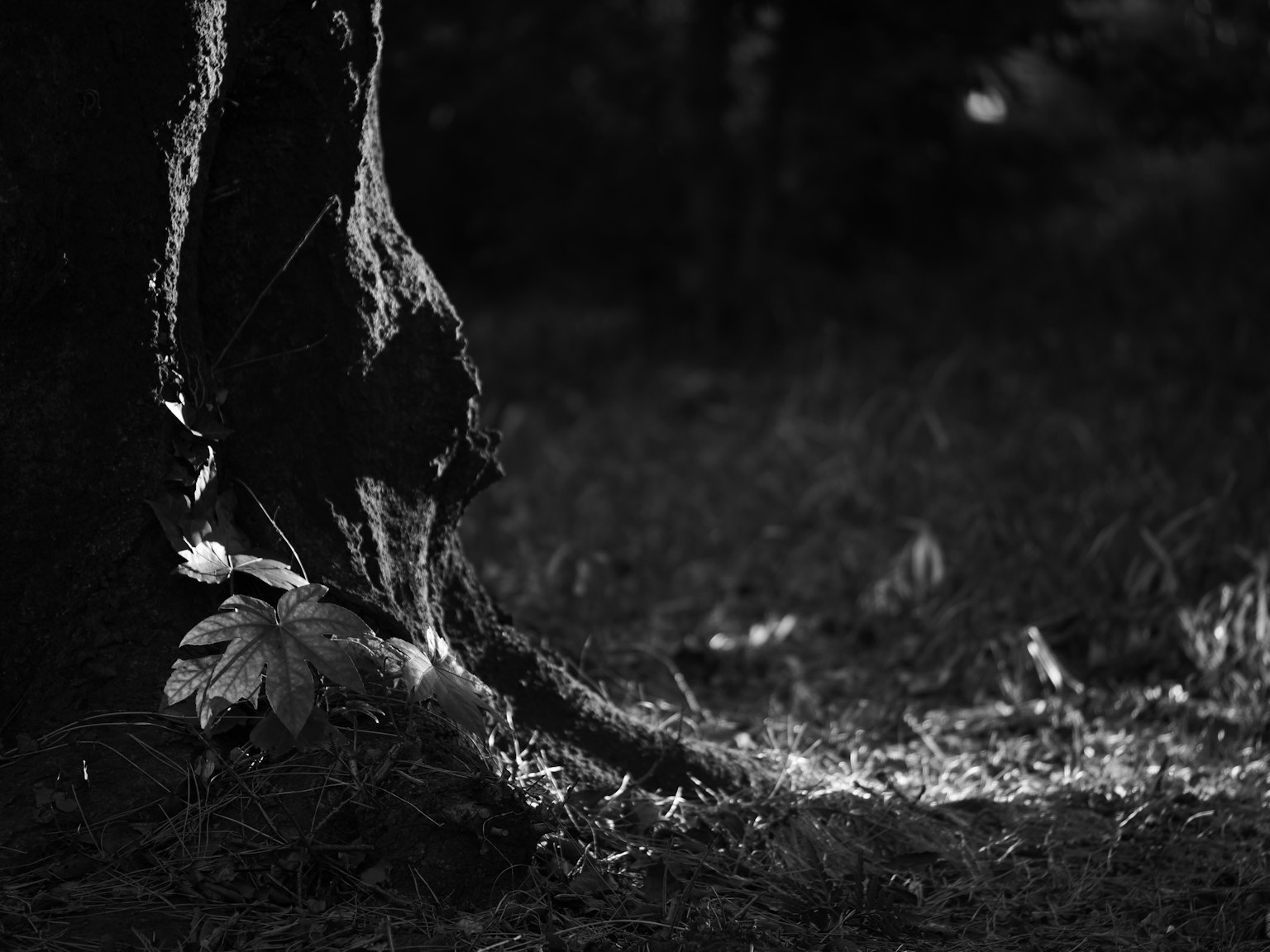 Contraste de luz en un tronco de árbol y el suelo en una foto en blanco y negro