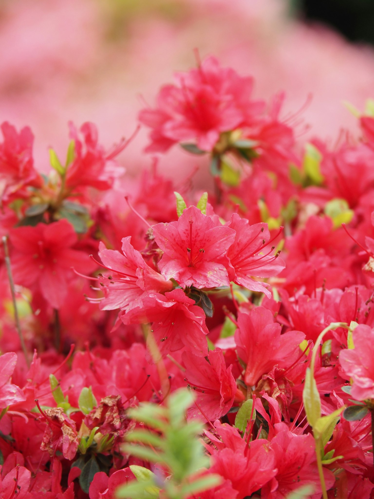 鮮豔的粉紅色杜鵑花盛開