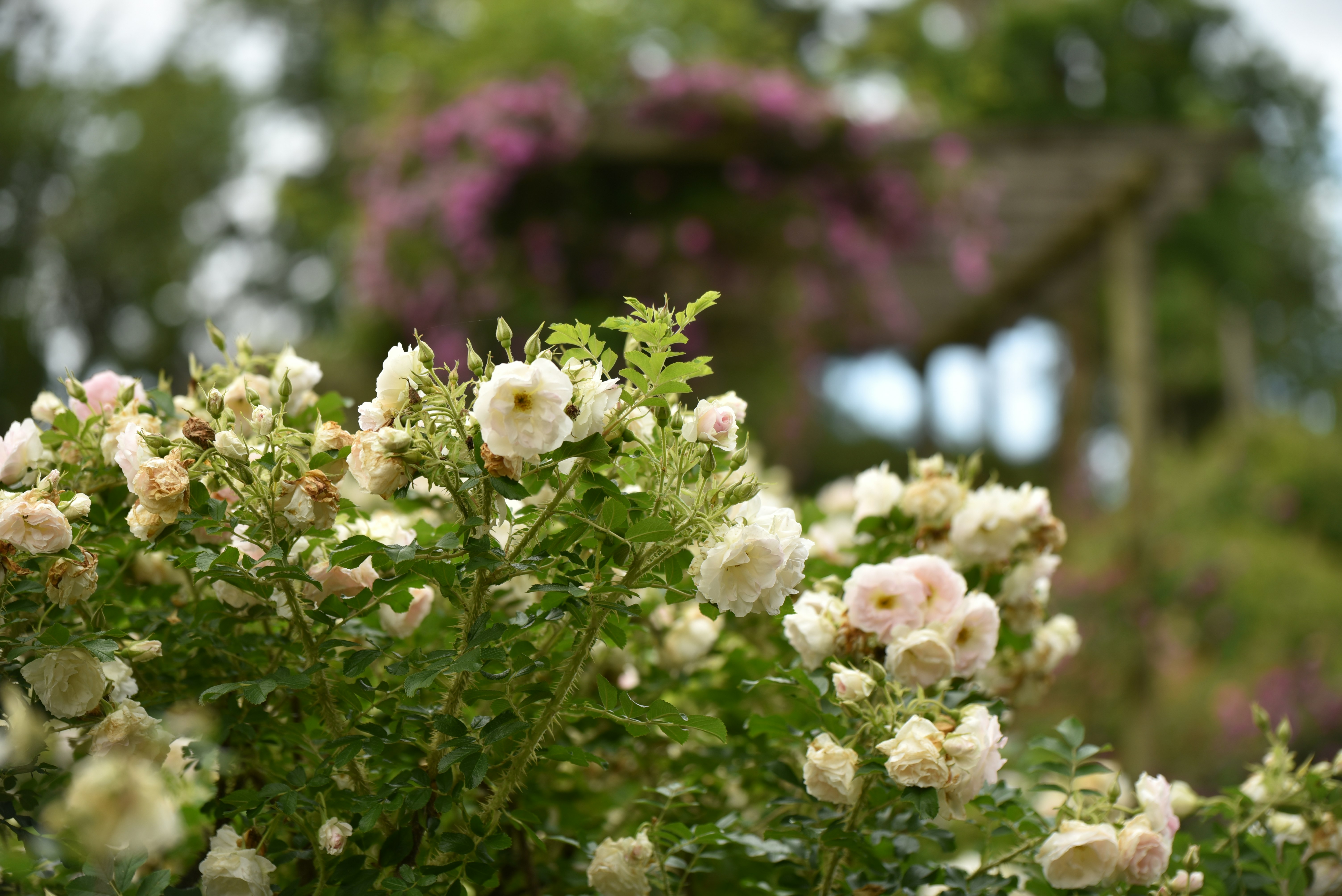 花束のように咲く白とピンクのバラの花々
