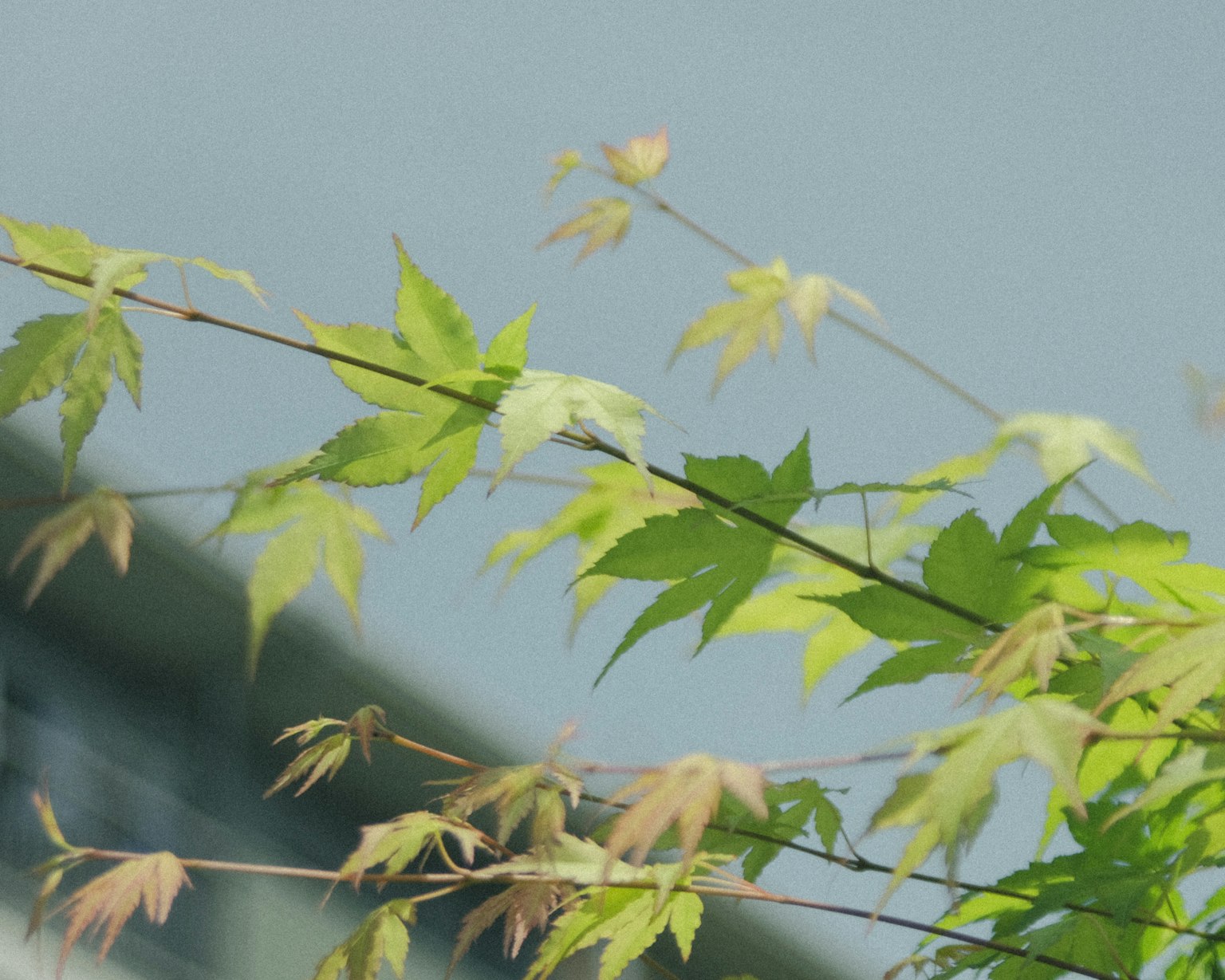 A branch with young leaves and dried leaves against a blue sky
