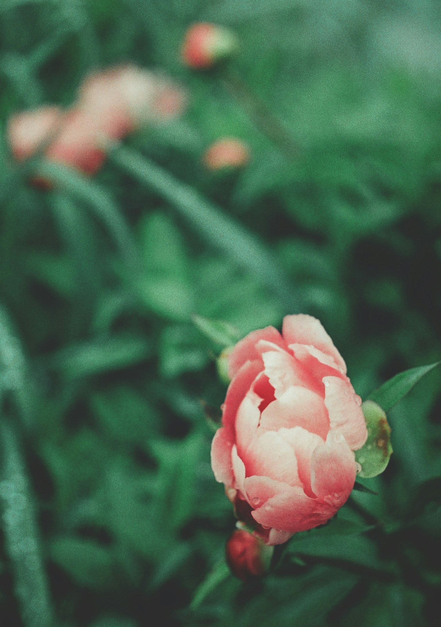 Une fleur rose pâle entourée de feuilles vertes