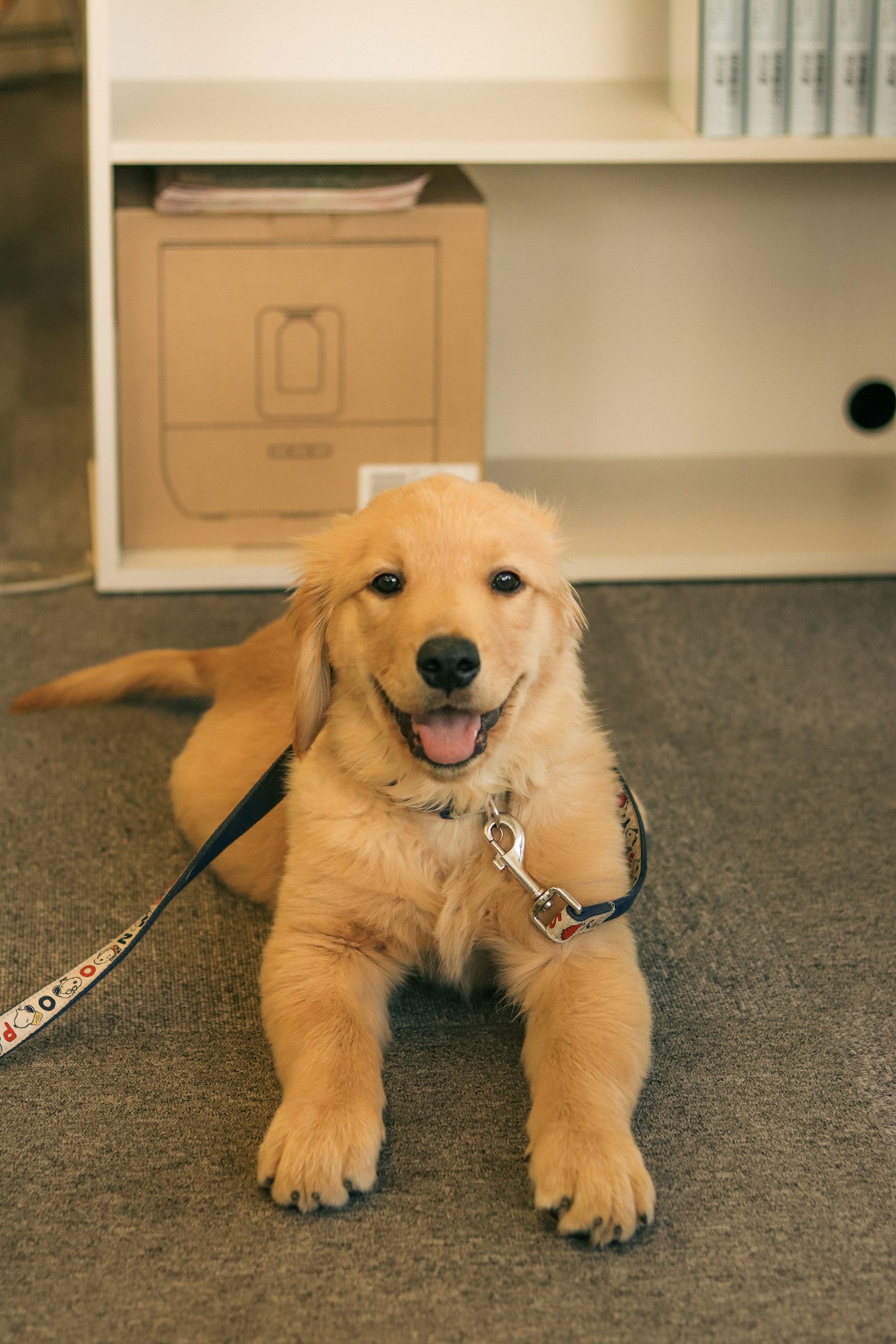 A cute golden retriever puppy lying on the floor smiling