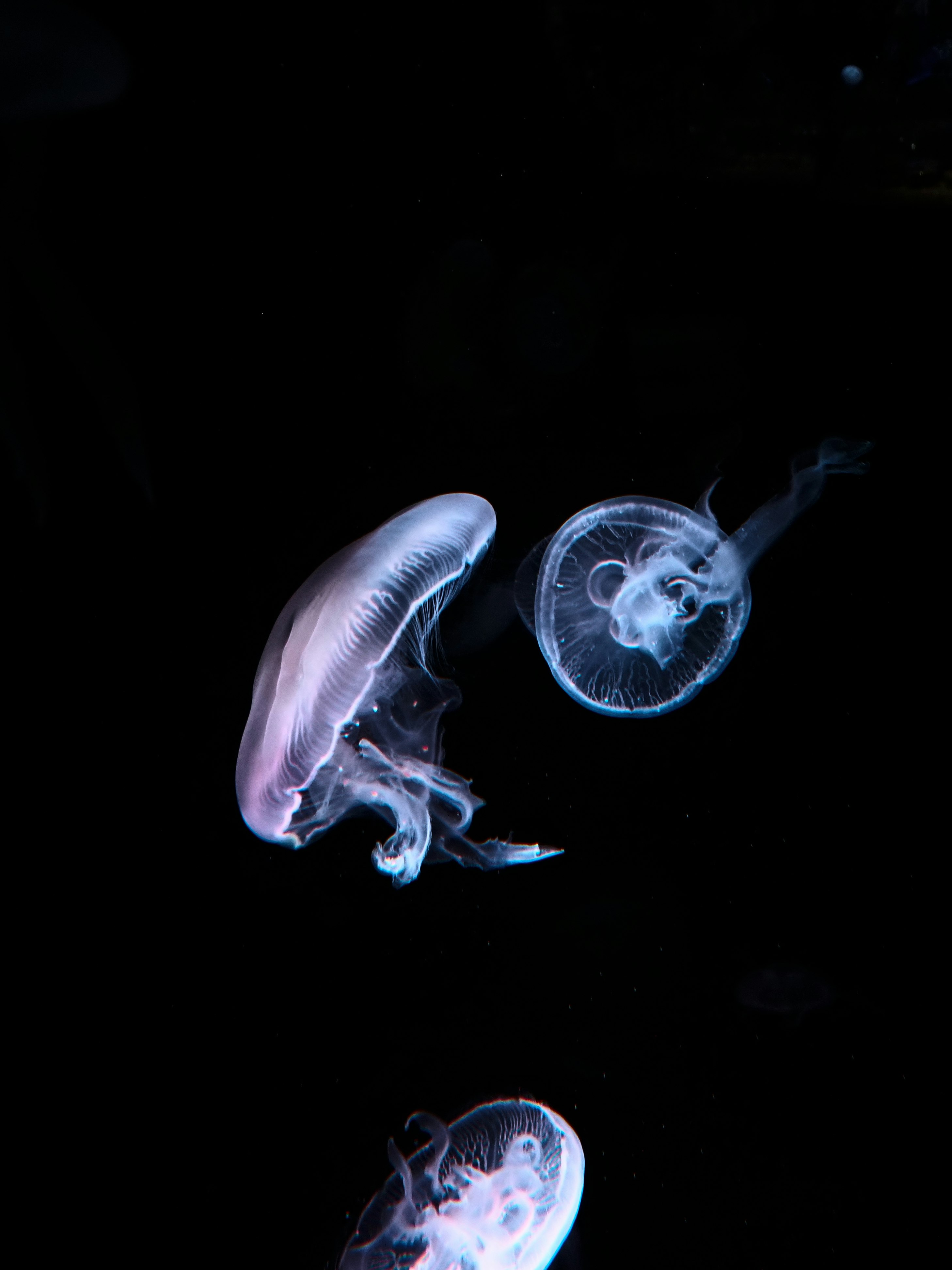 京都水族館のクラゲが漂う水中の幻想的な光景