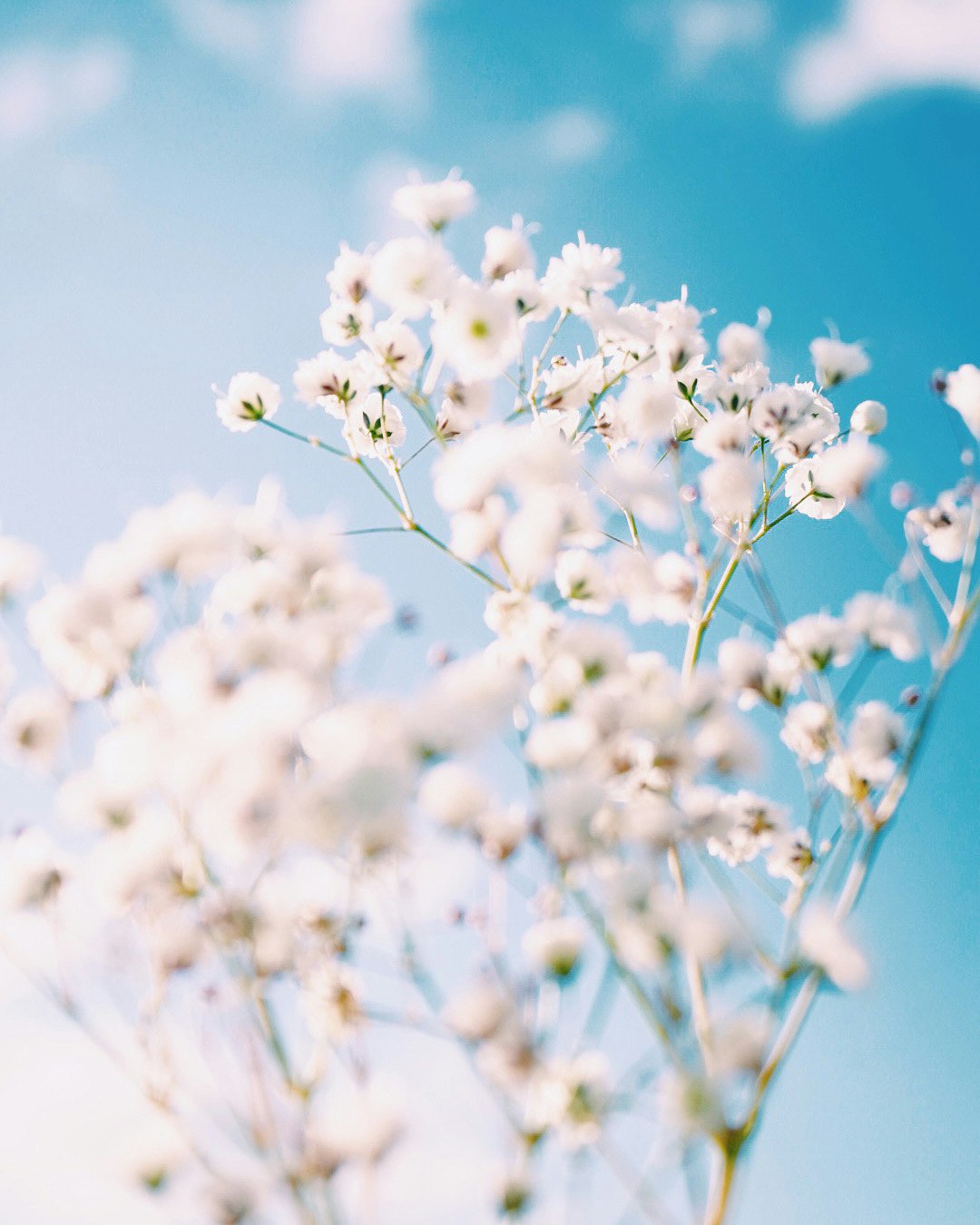 rami con piccoli fiori bianchi contro un cielo azzurro