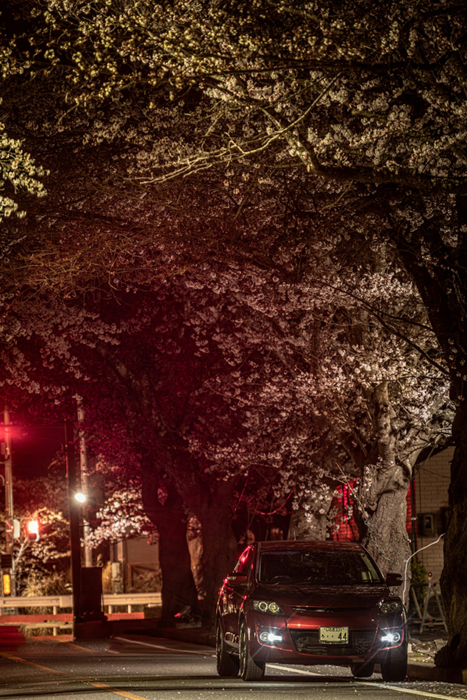 A black car parked under cherry blossom trees at night with red traffic lights