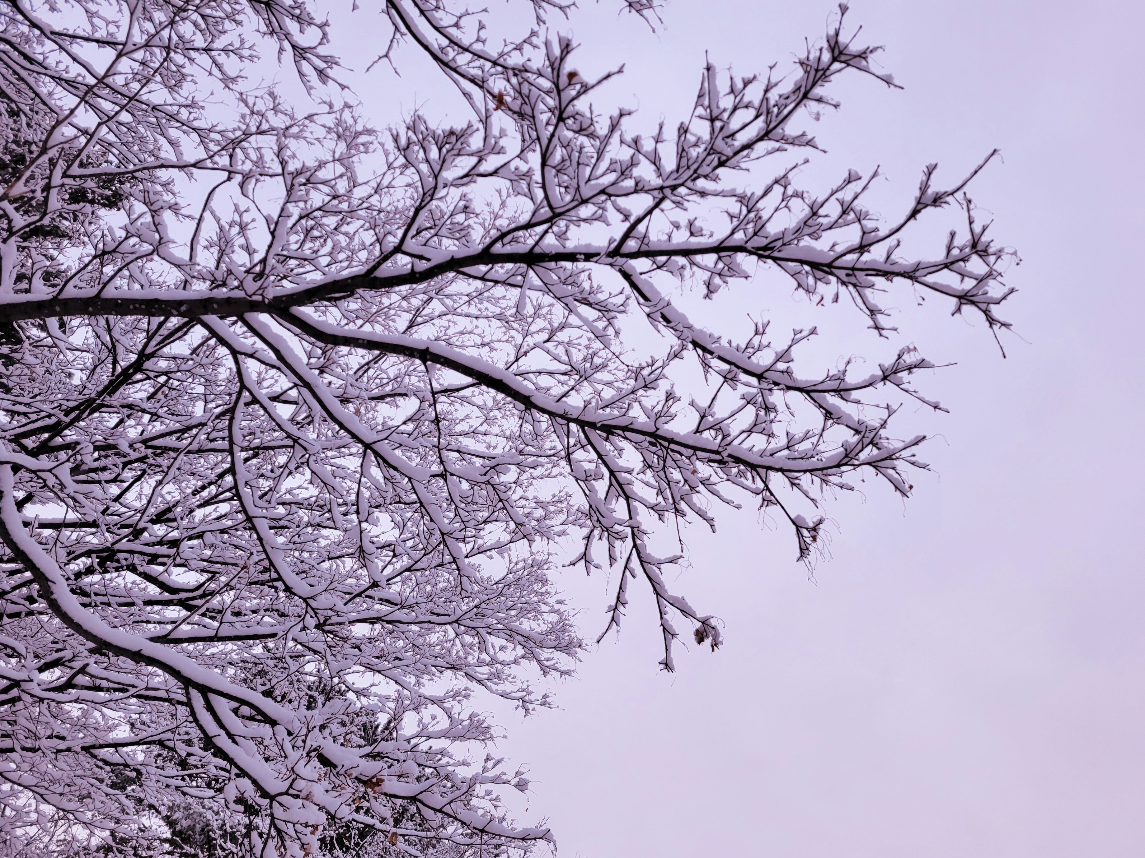 mit Schnee bedeckte Kirschblütenzweige in stiller Ruhe