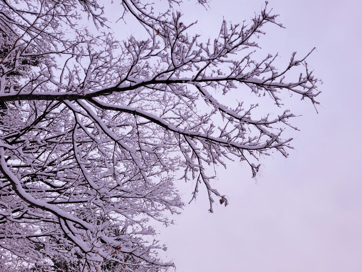 Rami d'albero coperti di neve contro un cielo lilla chiaro
