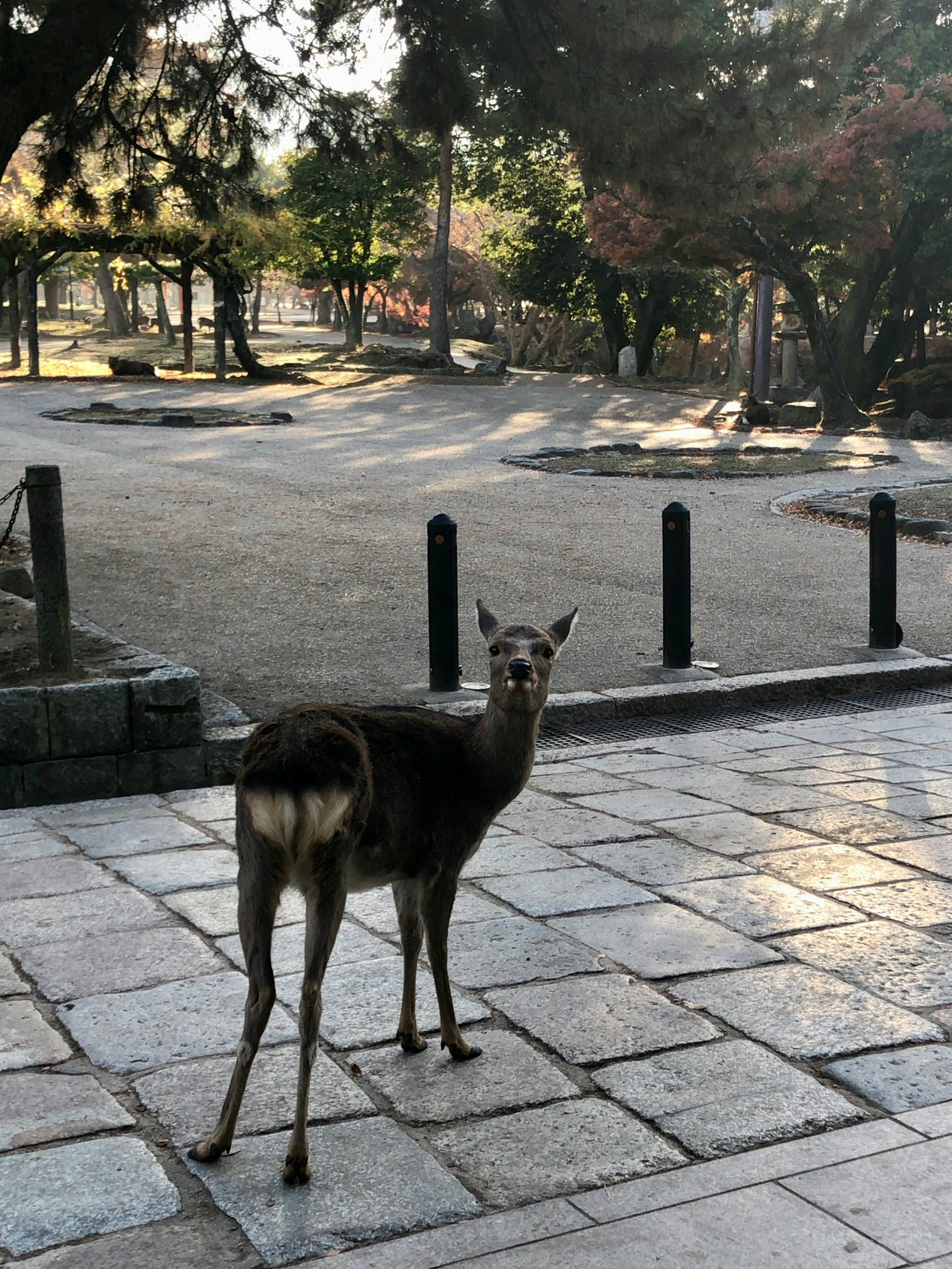 Hirsch steht auf einem gepflasterten Weg im Park