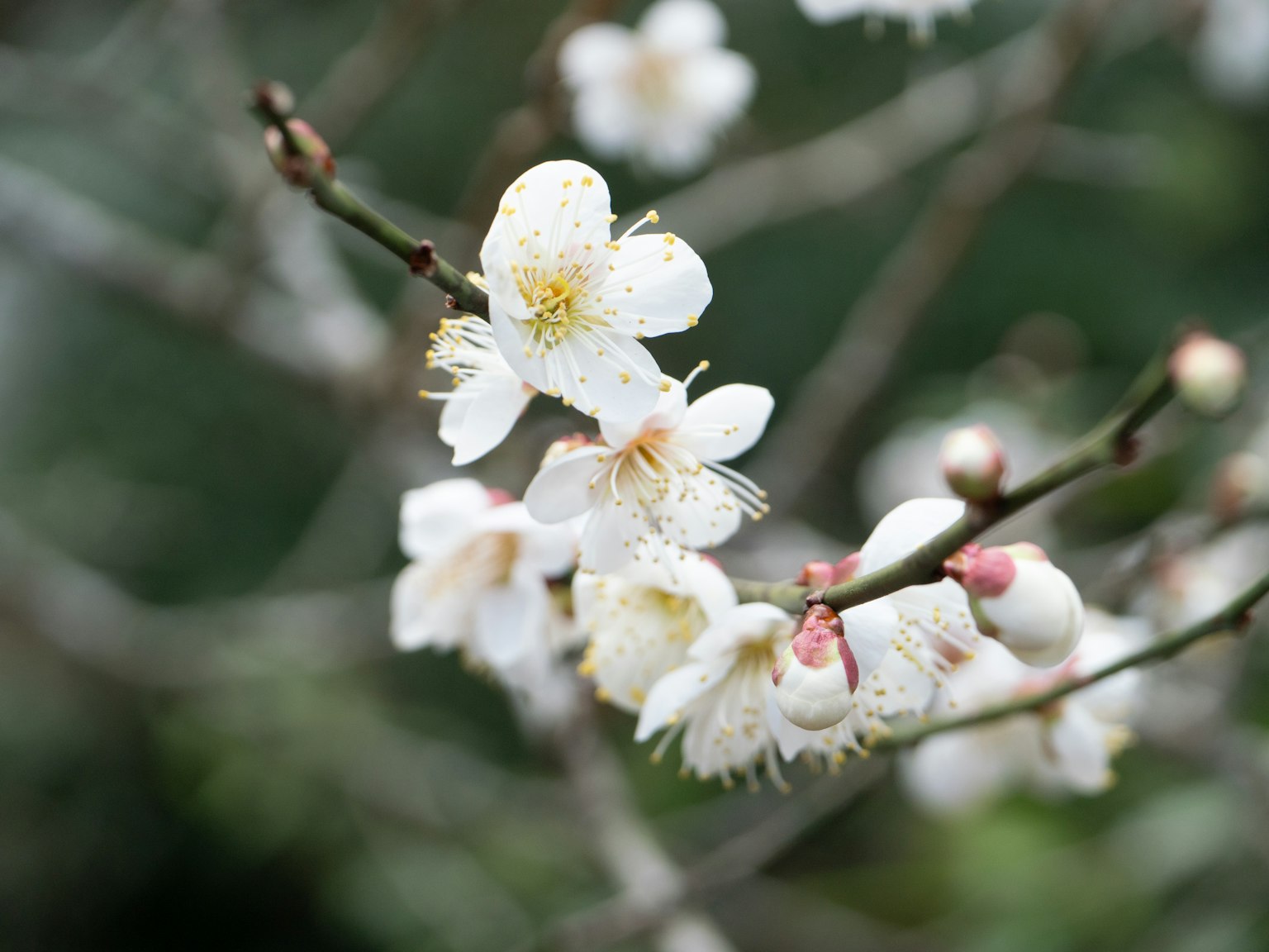 Primo piano di rami con fiori bianchi in fiore