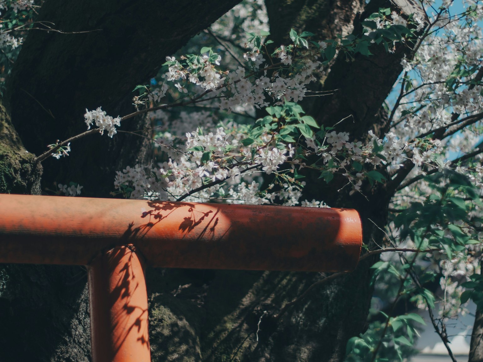 Cổng torii đỏ gần cây anh đào đang nở hoa