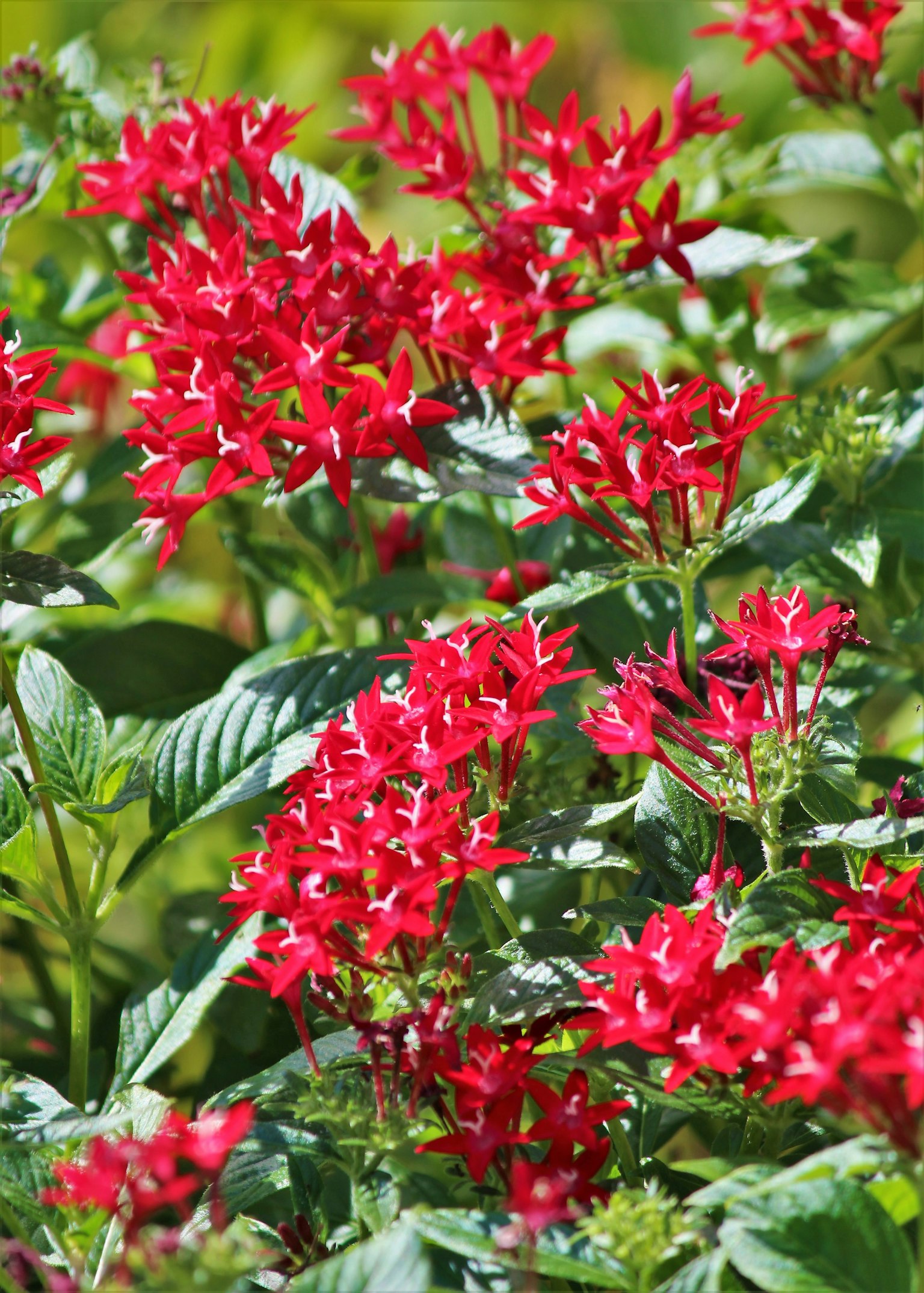 Primer plano de flores rojas vibrantes floreciendo en una planta verde
