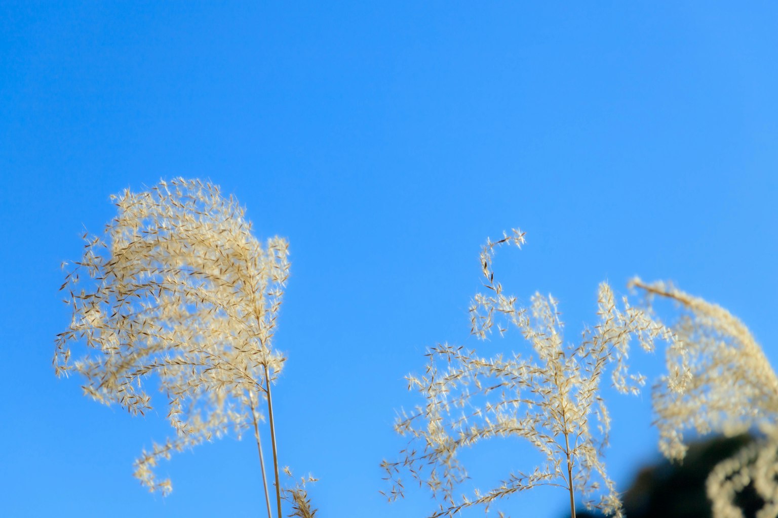 Rumput emas bergetar di bawah langit biru yang cerah