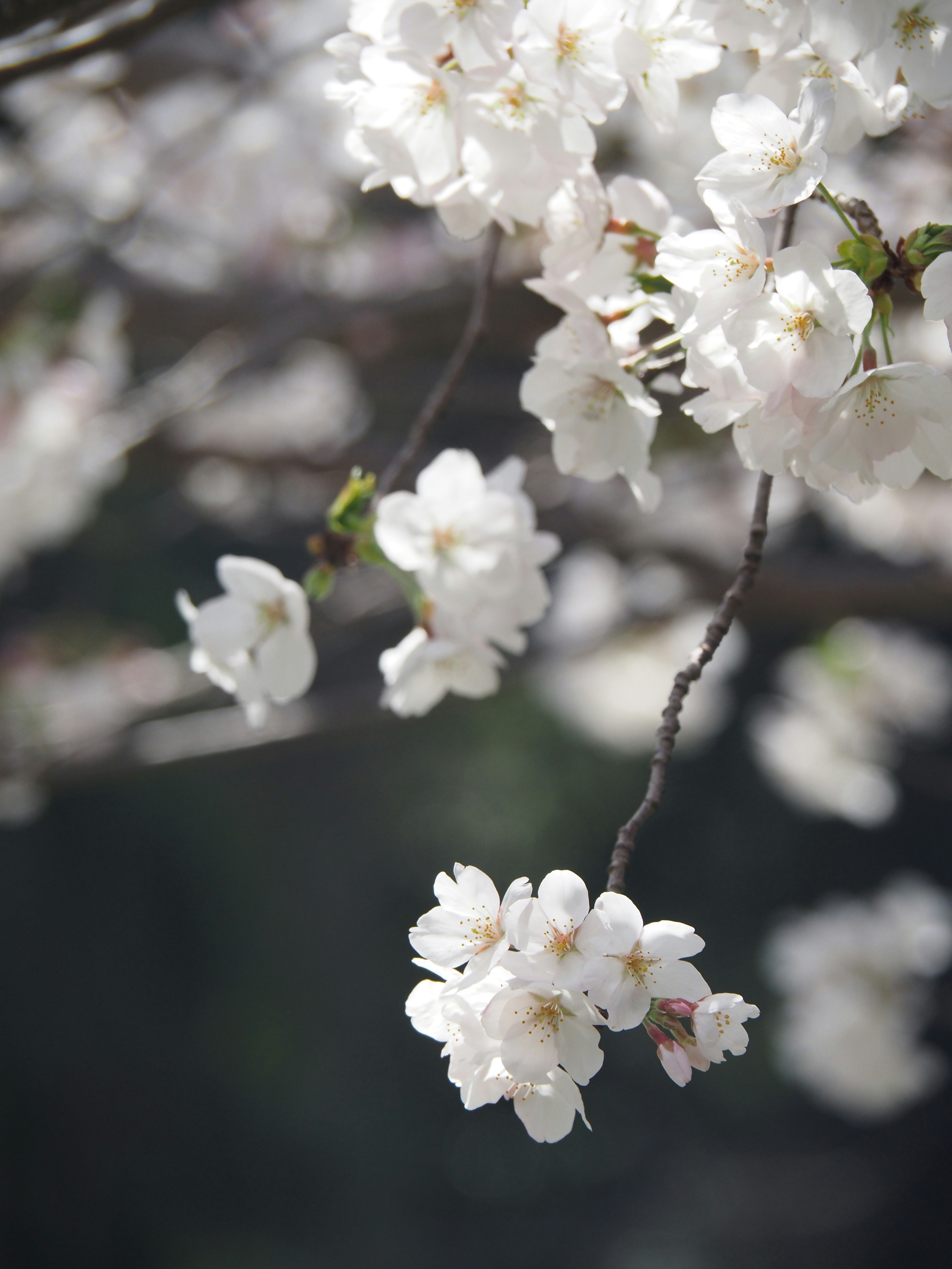桜の花が枝に咲く春の花のクローズアップ