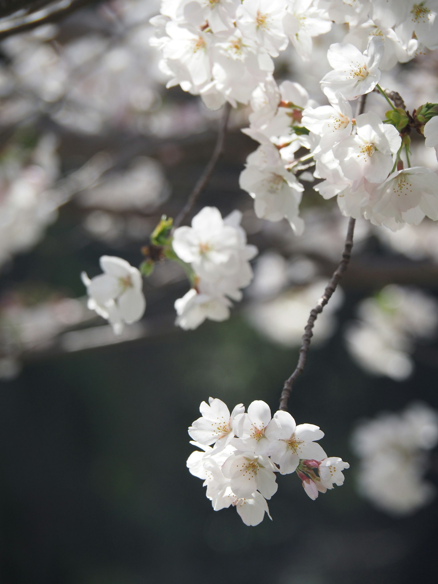 Close-up bunga sakura putih di cabang