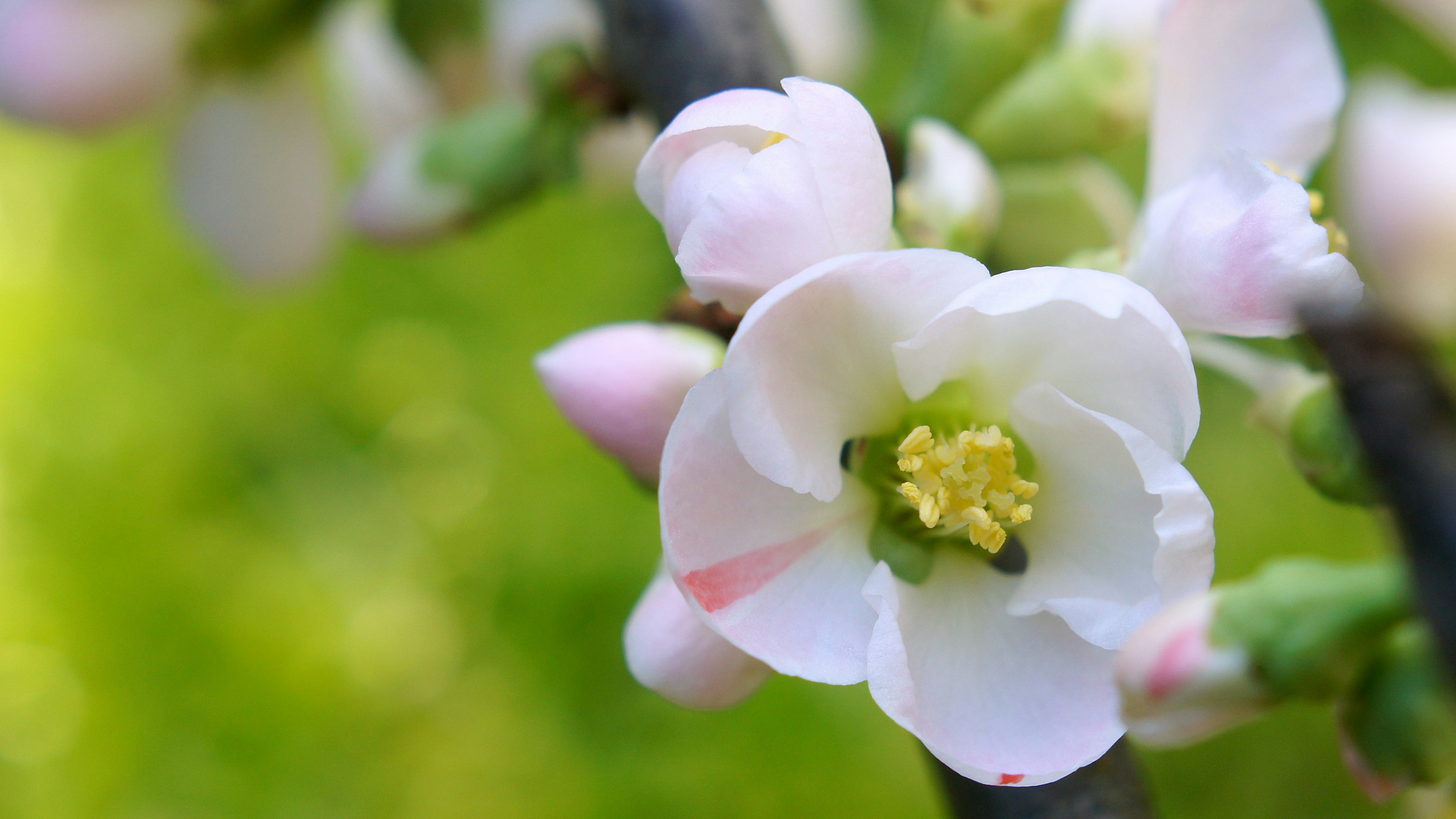 Close-up of white bokeh flowers