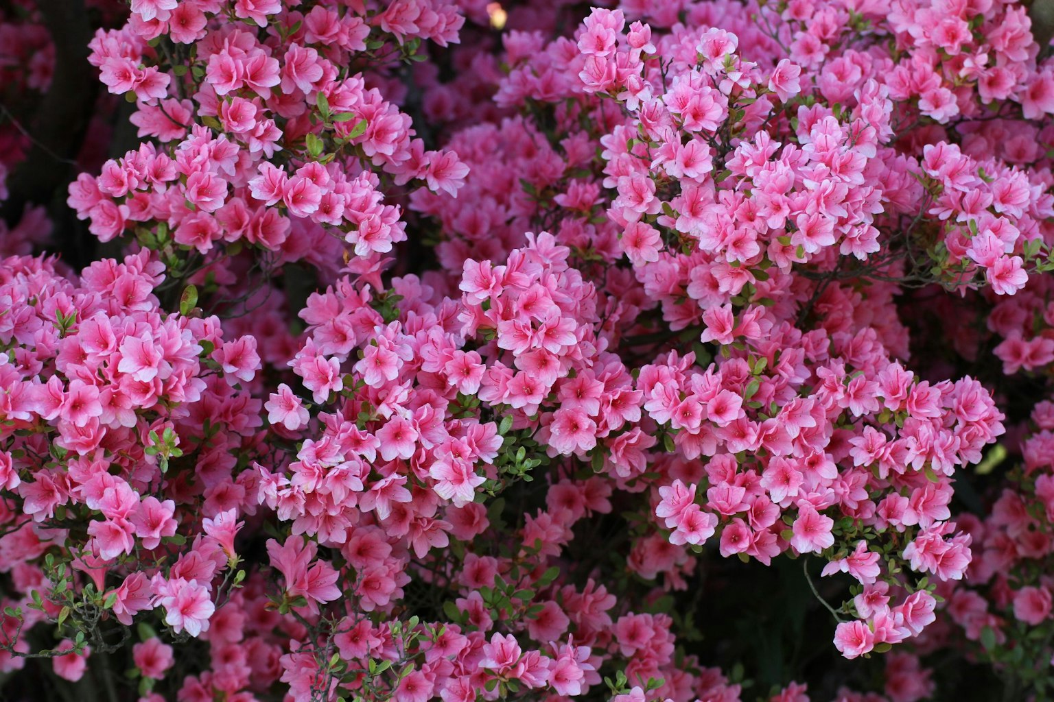Gros plan de fleurs roses en pleine floraison