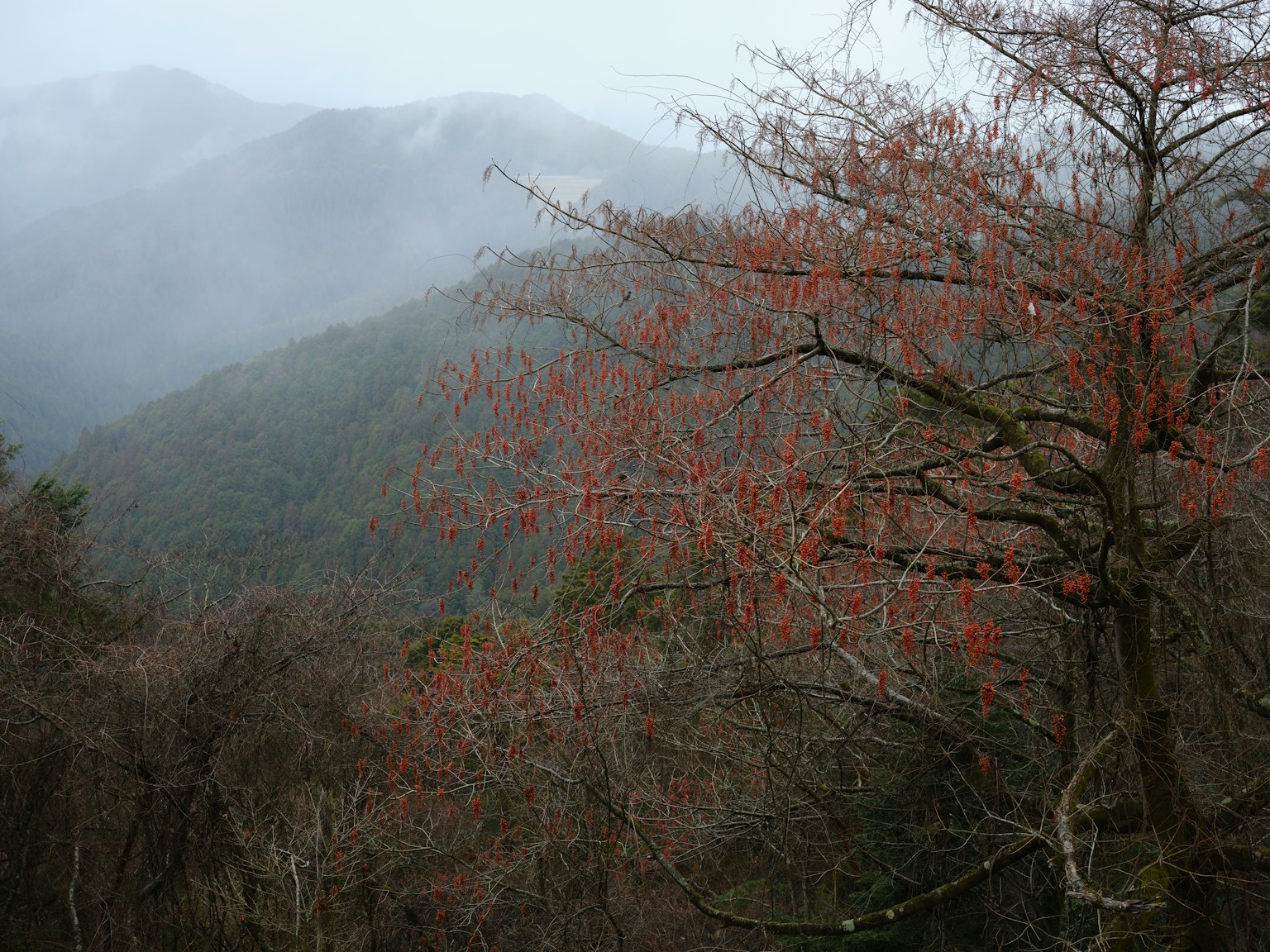 Montagnes brumeuses avec feuillage d'automne et arbres dénudés