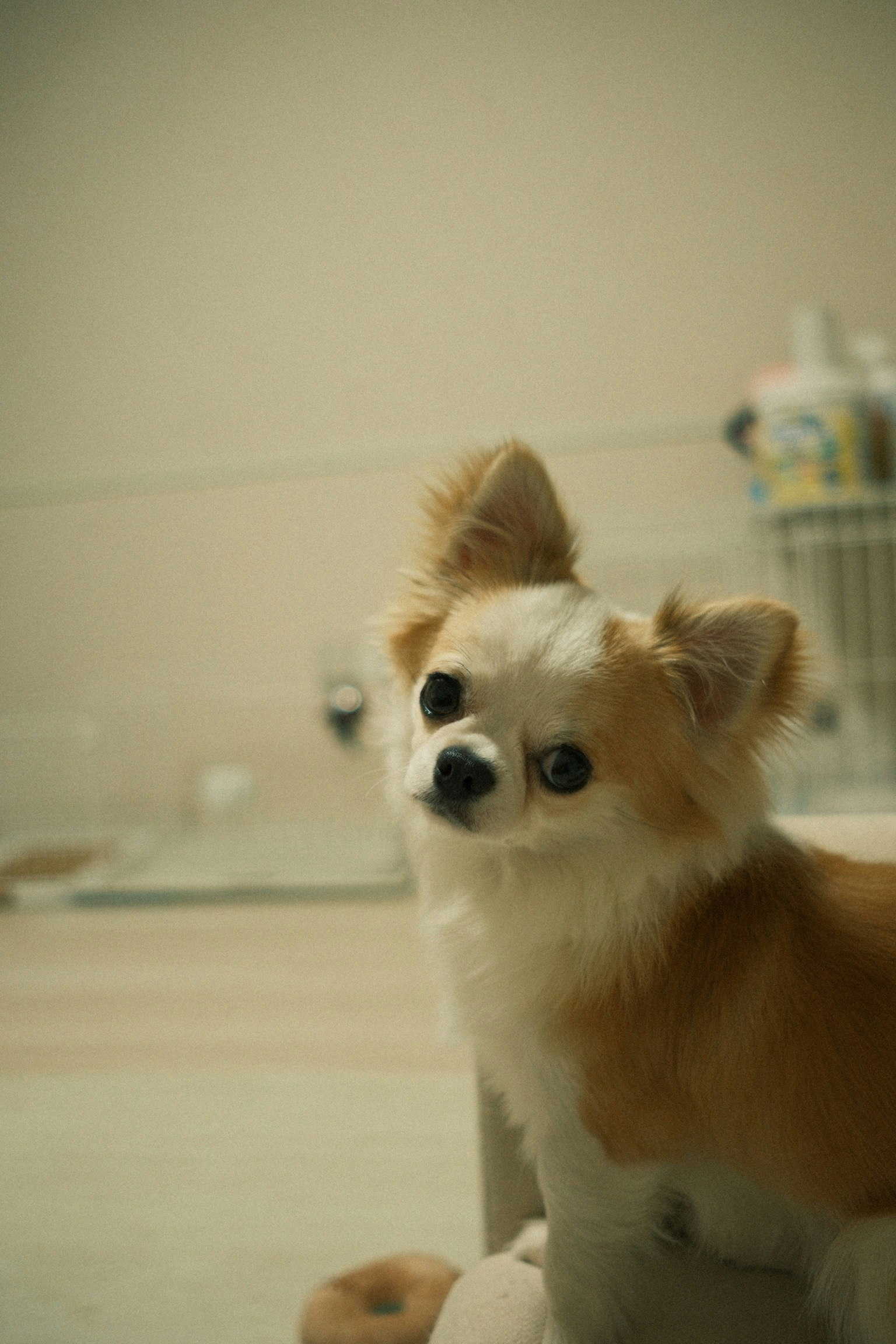室内で見つめる小型犬