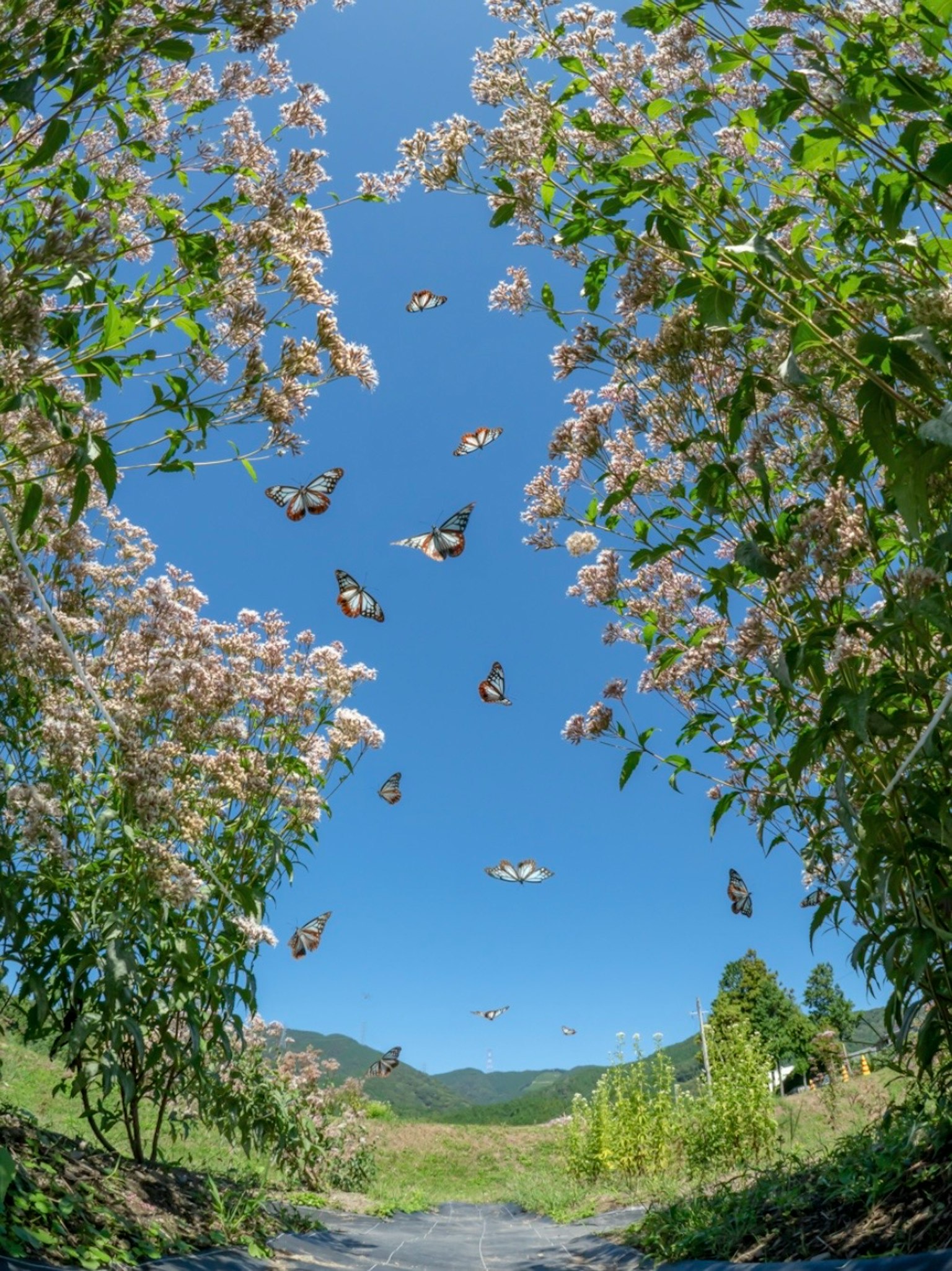 Eine Szene von Schmetterlingen, die unter einem blauen Himmel zwischen Blumen fliegen