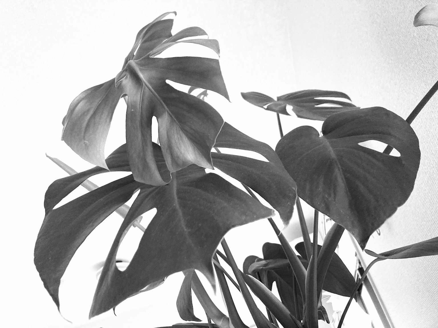 Hình ảnh đen trắng của lá Monstera với các đường cắt rõ ràng