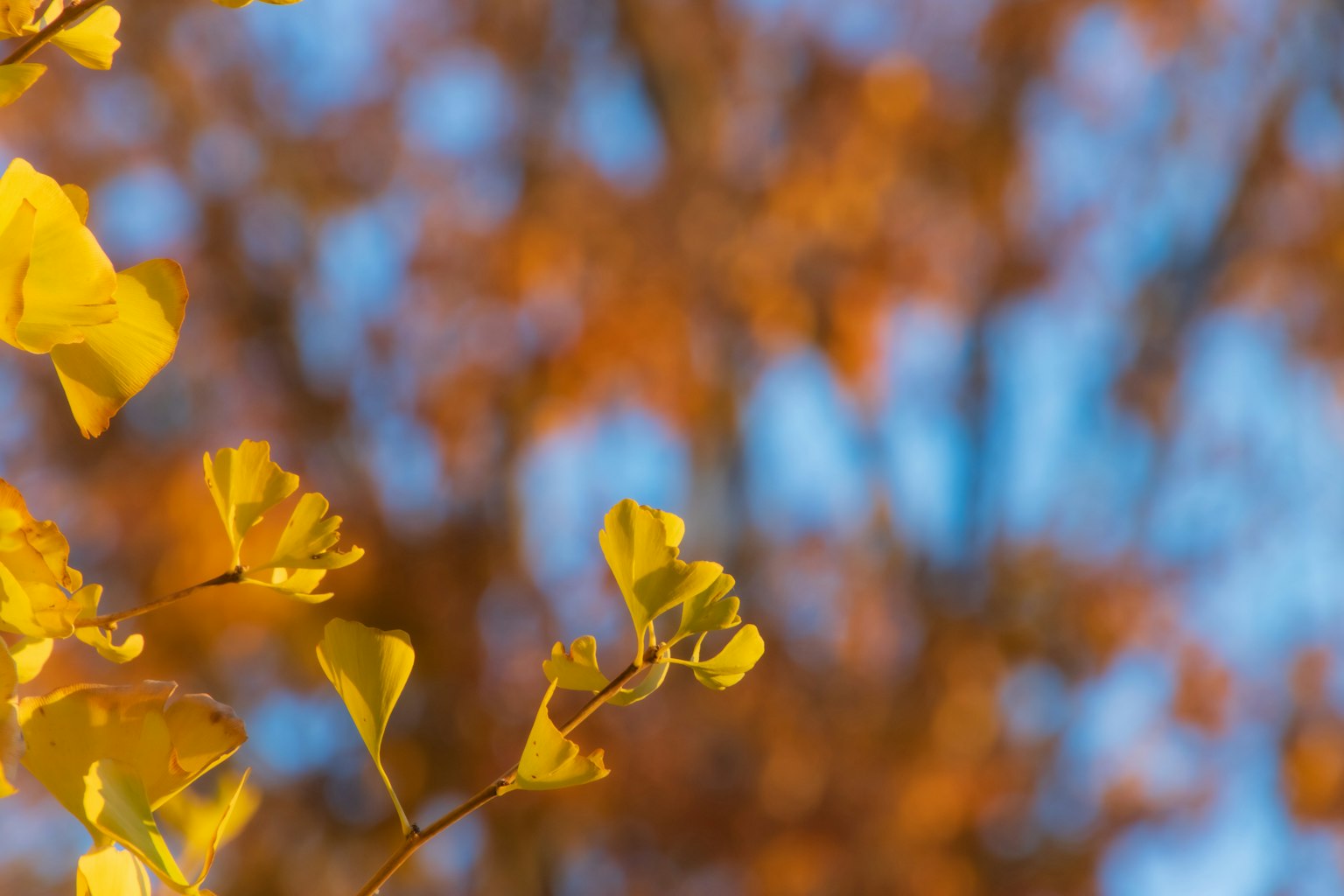 Lá ginkgo vàng với nền màu cam mờ