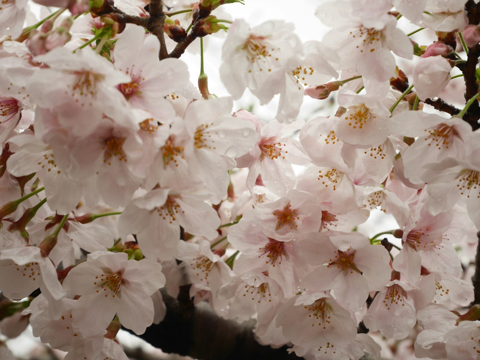 Fiori di ciliegio in piena fioritura sui rami