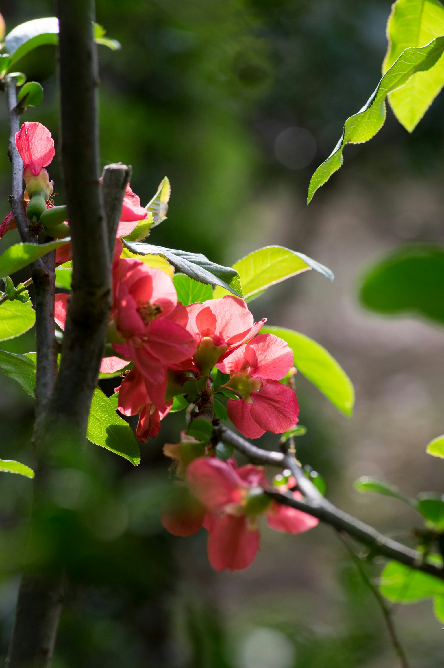 Nahaufnahme eines Zweigs mit lebhaften rosa Blumen und grünen Blättern