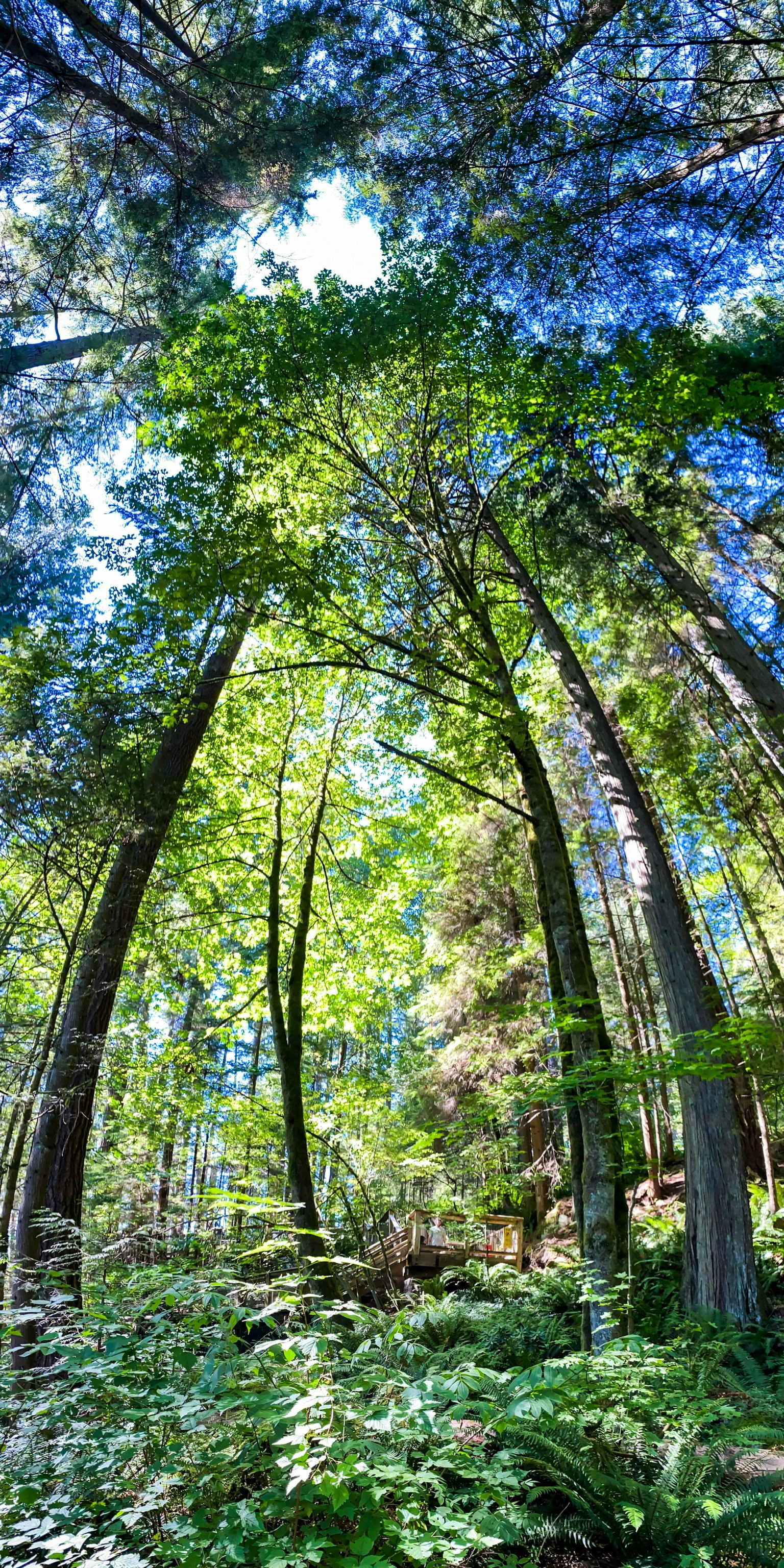 Arbres hauts dans une forêt luxuriante avec un ciel bleu clair