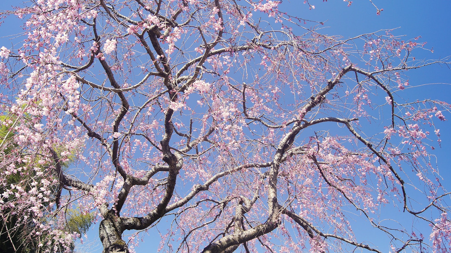 Rami di un albero di ciliegio in fiore con fiori rosa contro un cielo blu