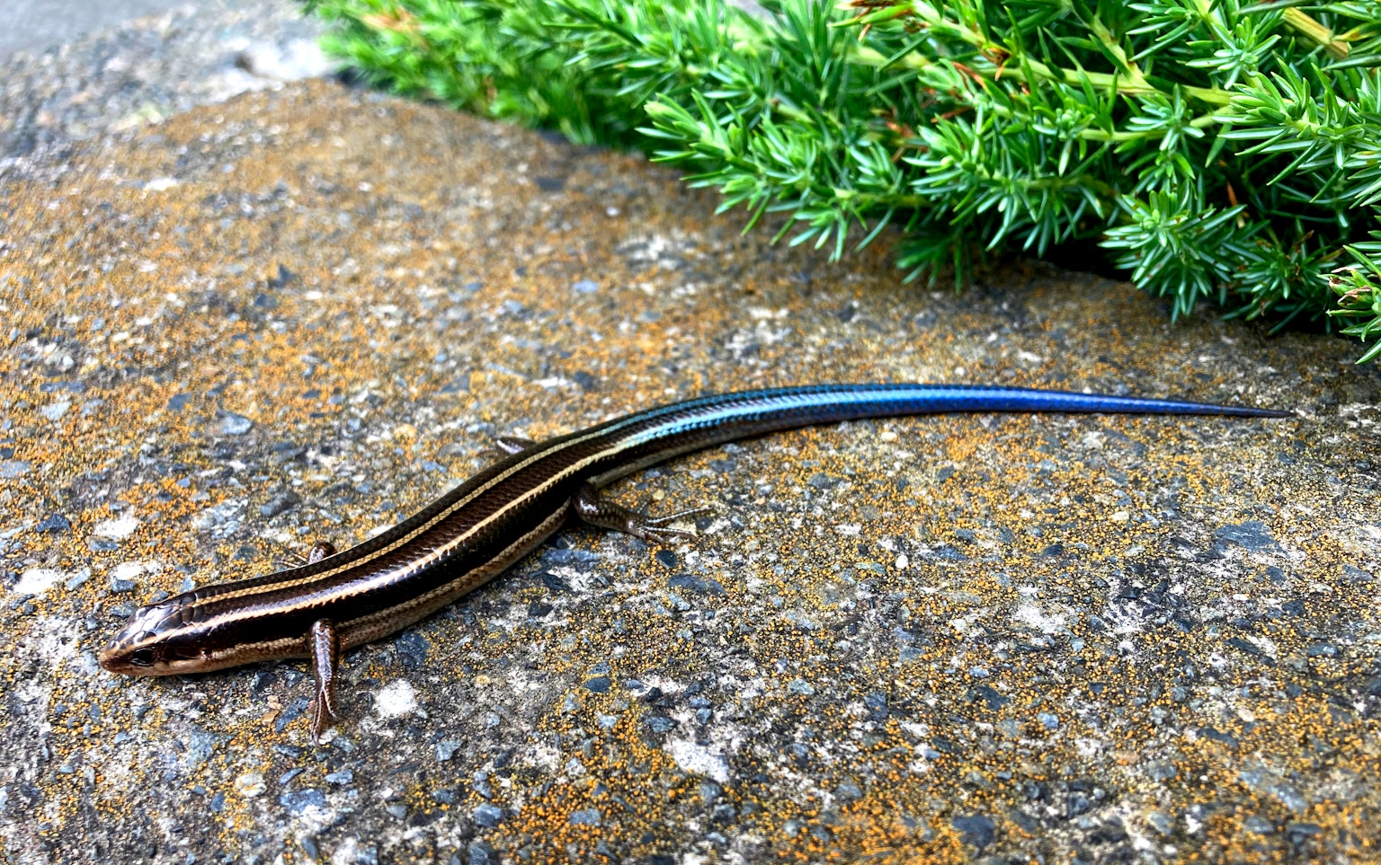 Una especie de eslizón con una cola azul descansando sobre una superficie de piedra