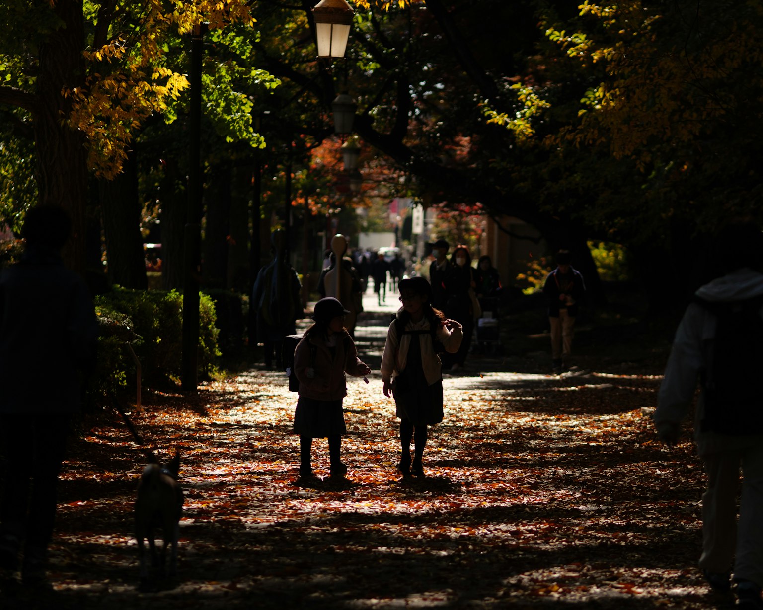 秋の公園で子供たちが散歩しているシルエットの画像